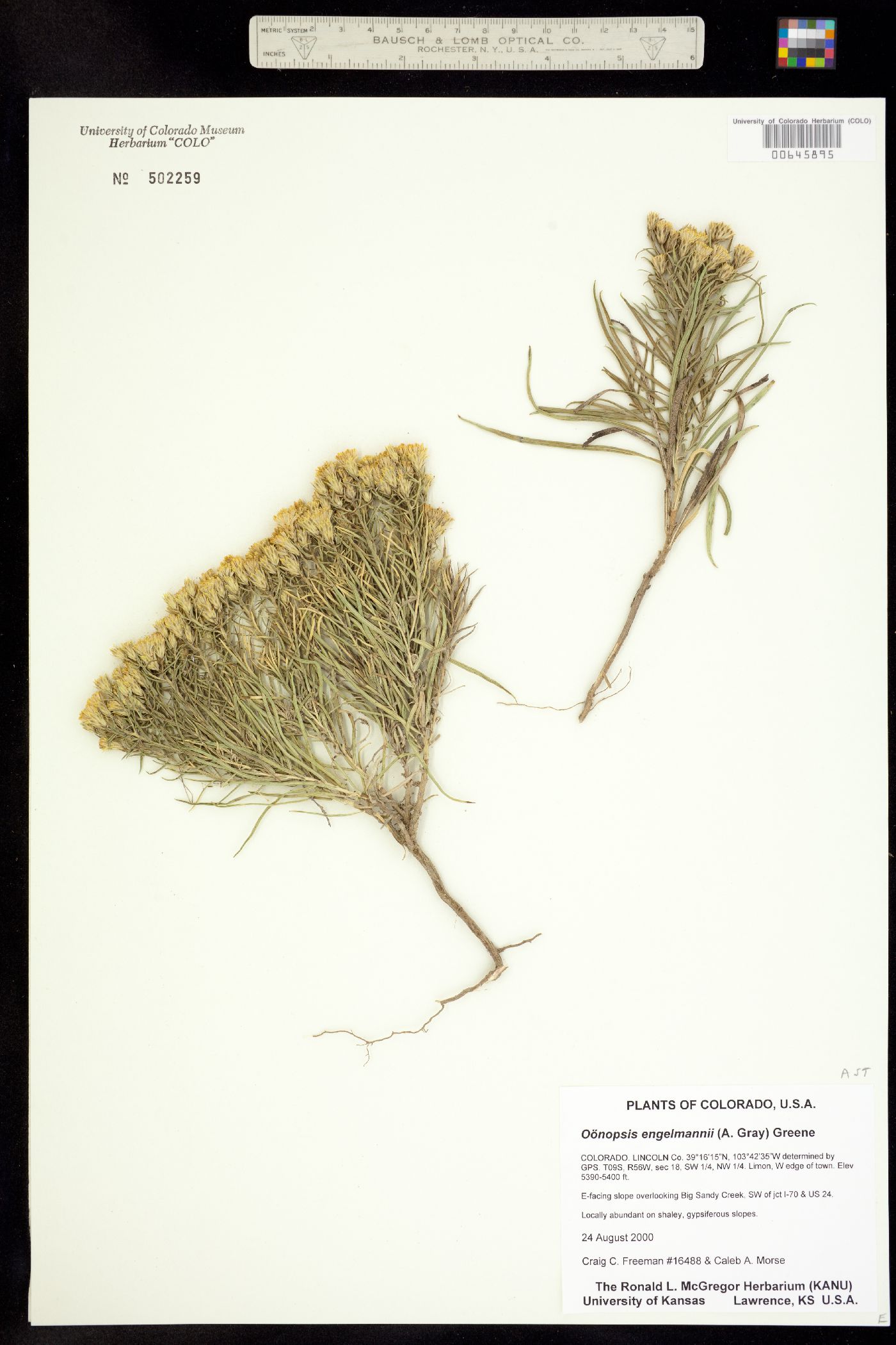 Oönopsis engelmannii image