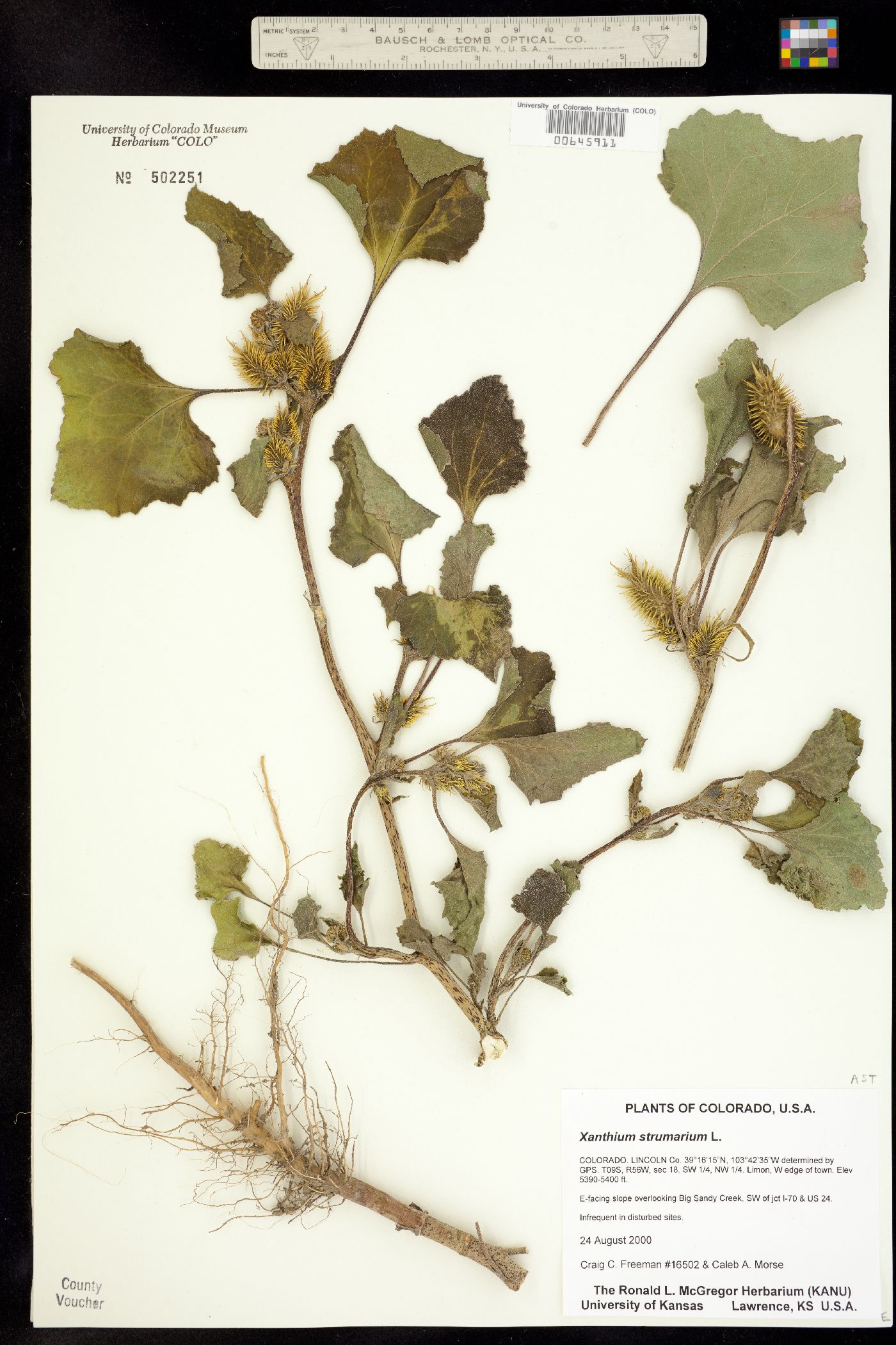 Xanthium strumarium image