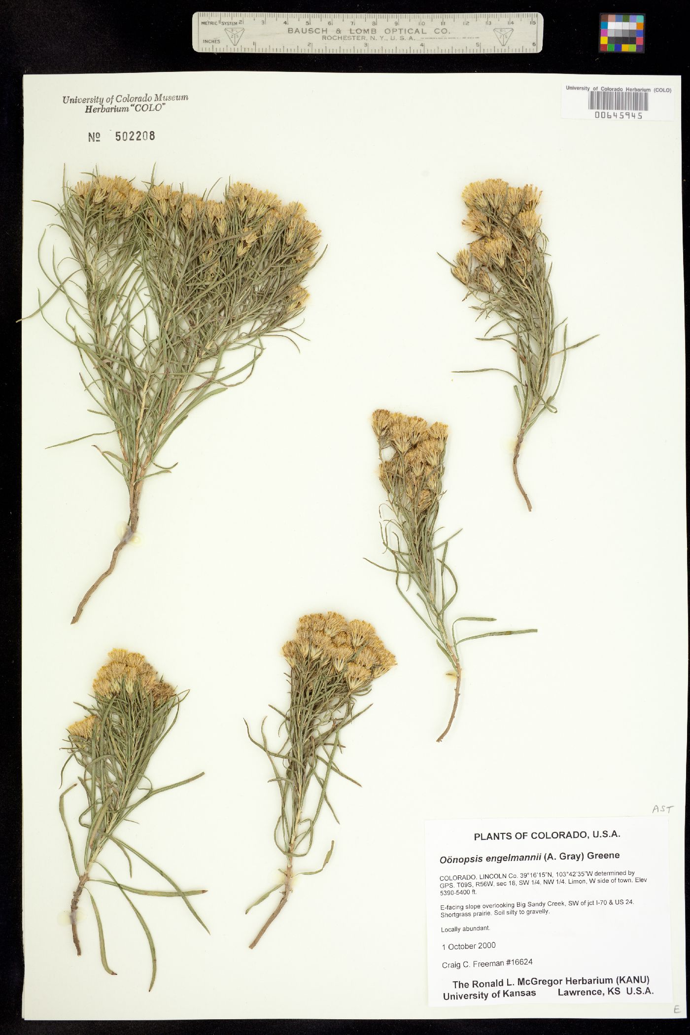 Oonopsis engelmannii image