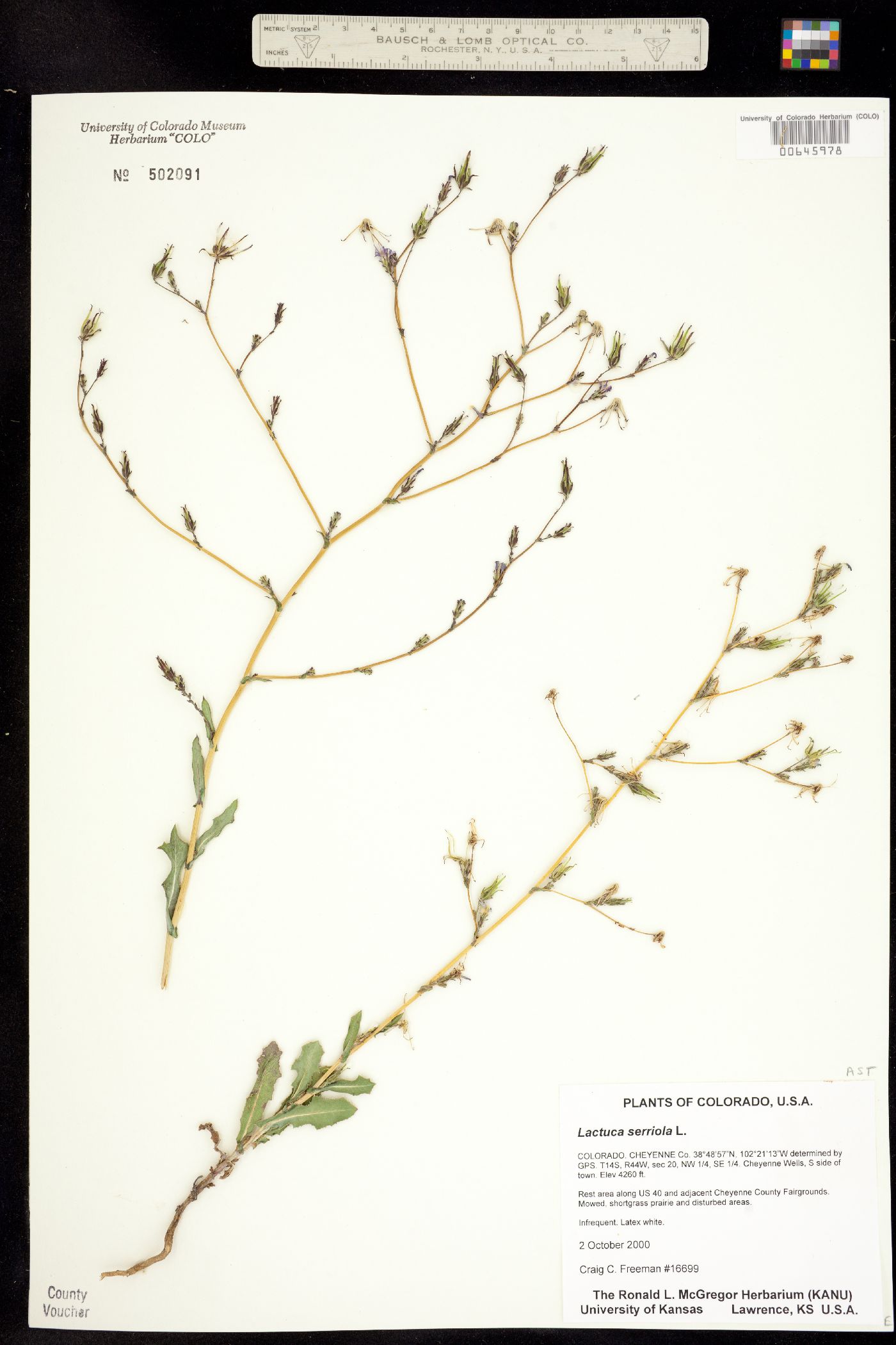 Lactuca serriola image