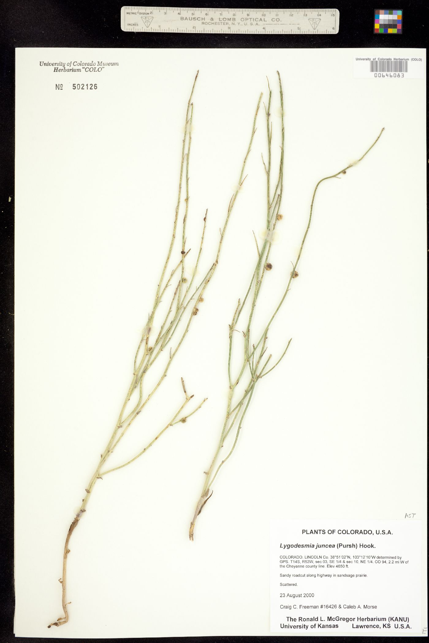 Lygodesmia juncea image