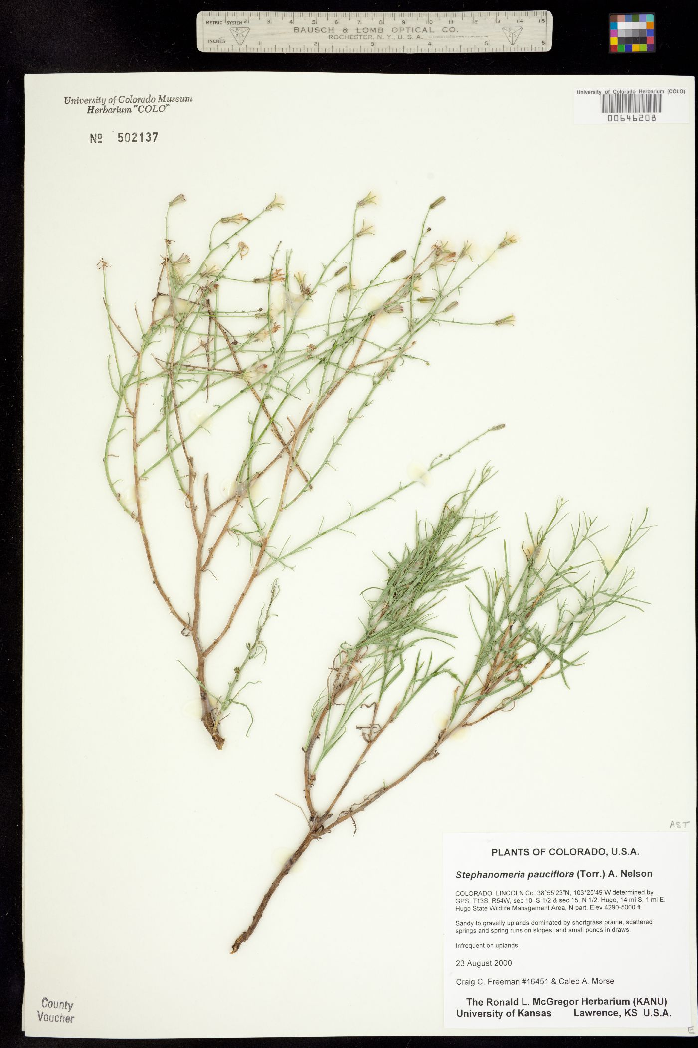 Stephanomeria pauciflora image