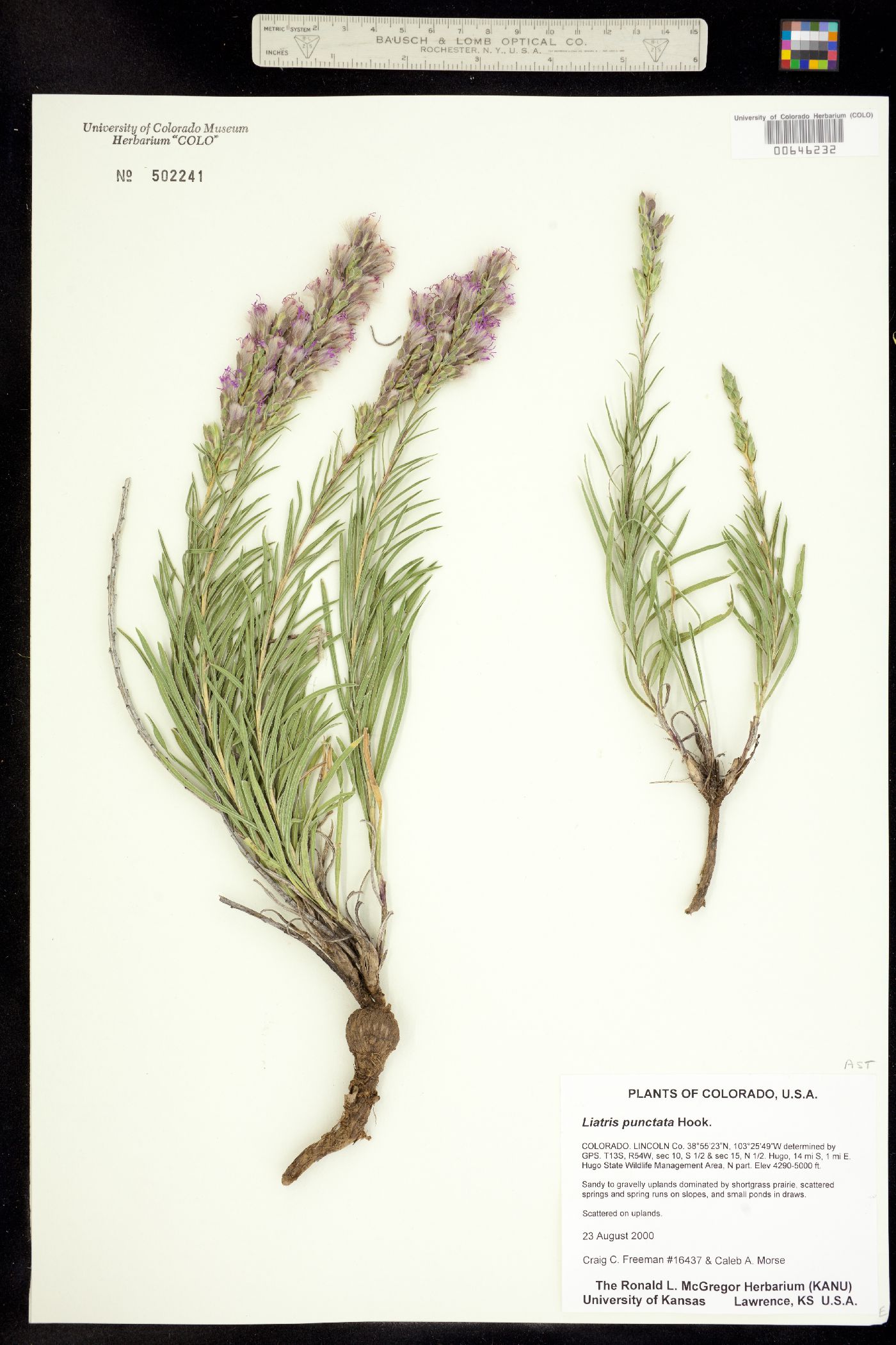 Liatris punctata image