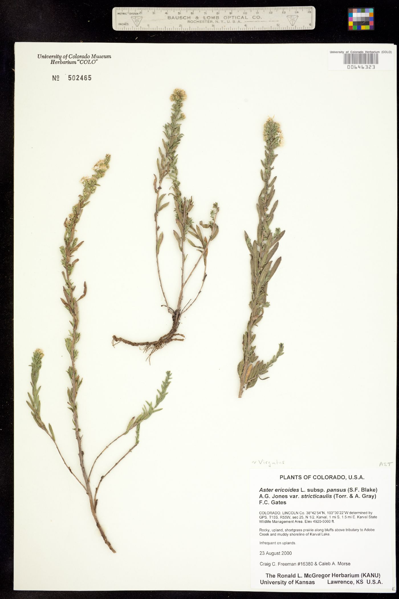 Virgulus ericoides image