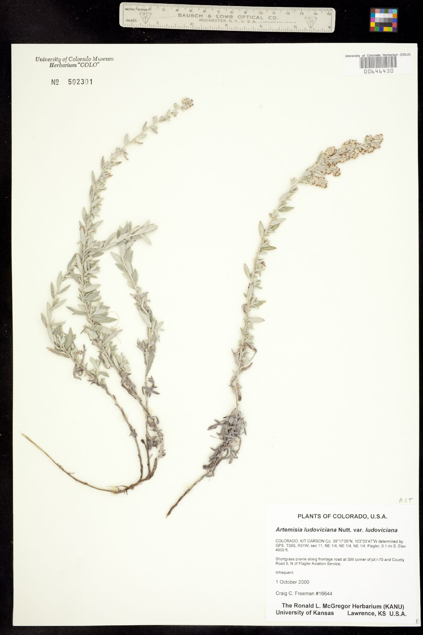 Artemisia ludoviciana ssp. ludoviciana image