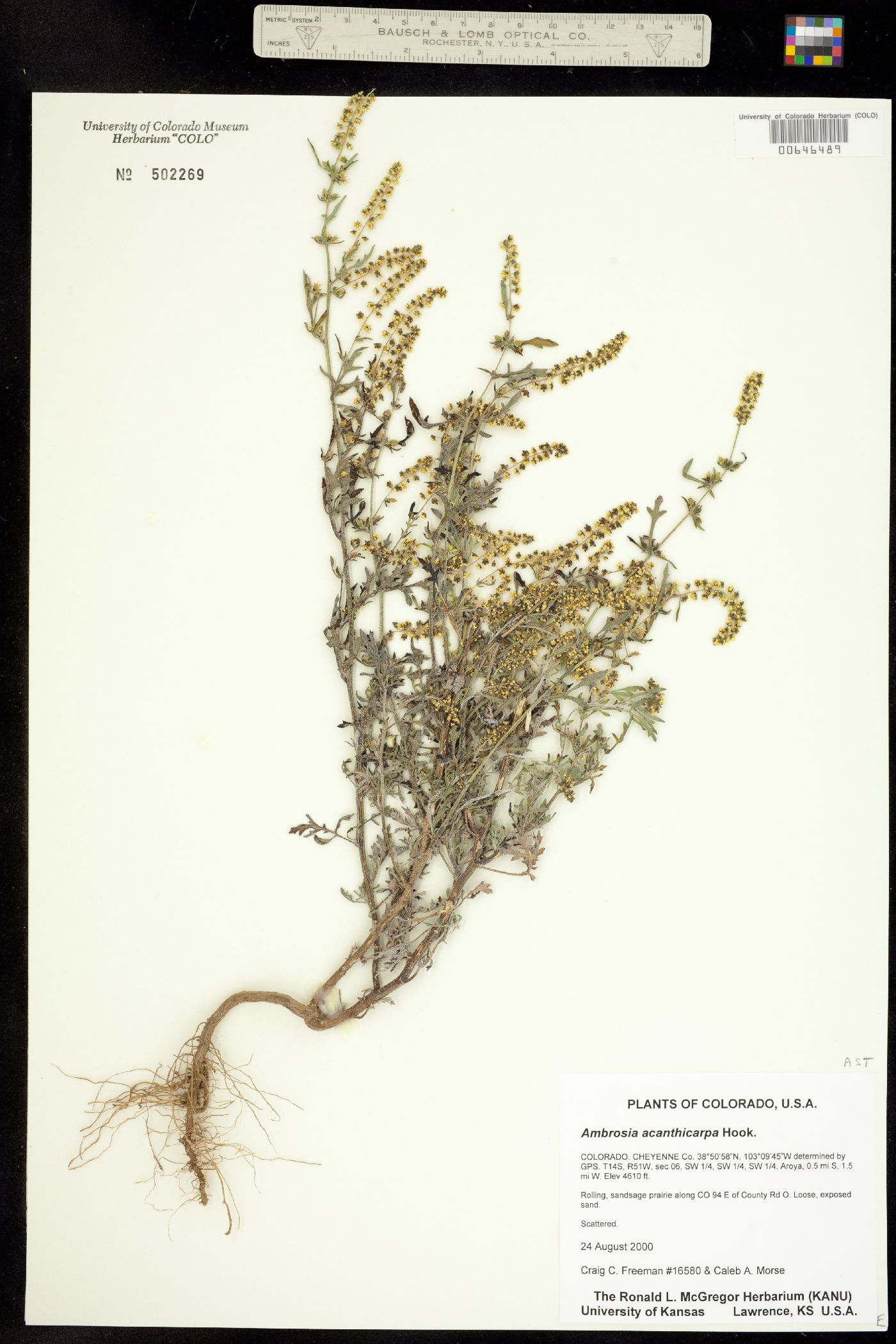 Ambrosia acanthicarpa image