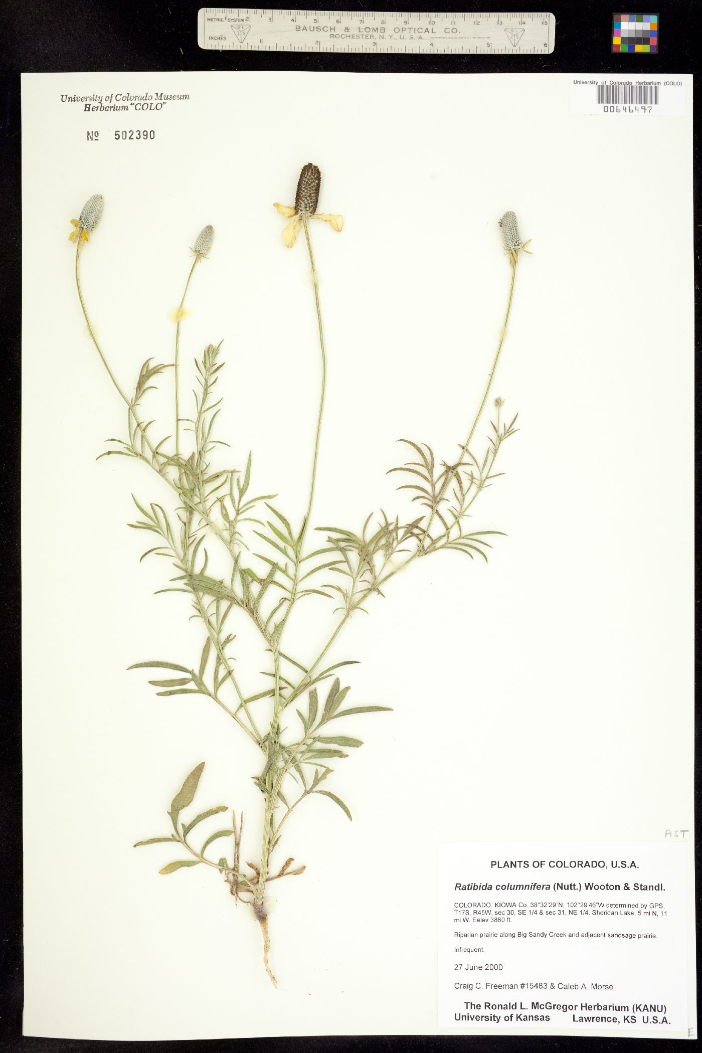 Ratibida columnifera image