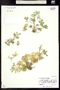 Hecatonia scelerata image