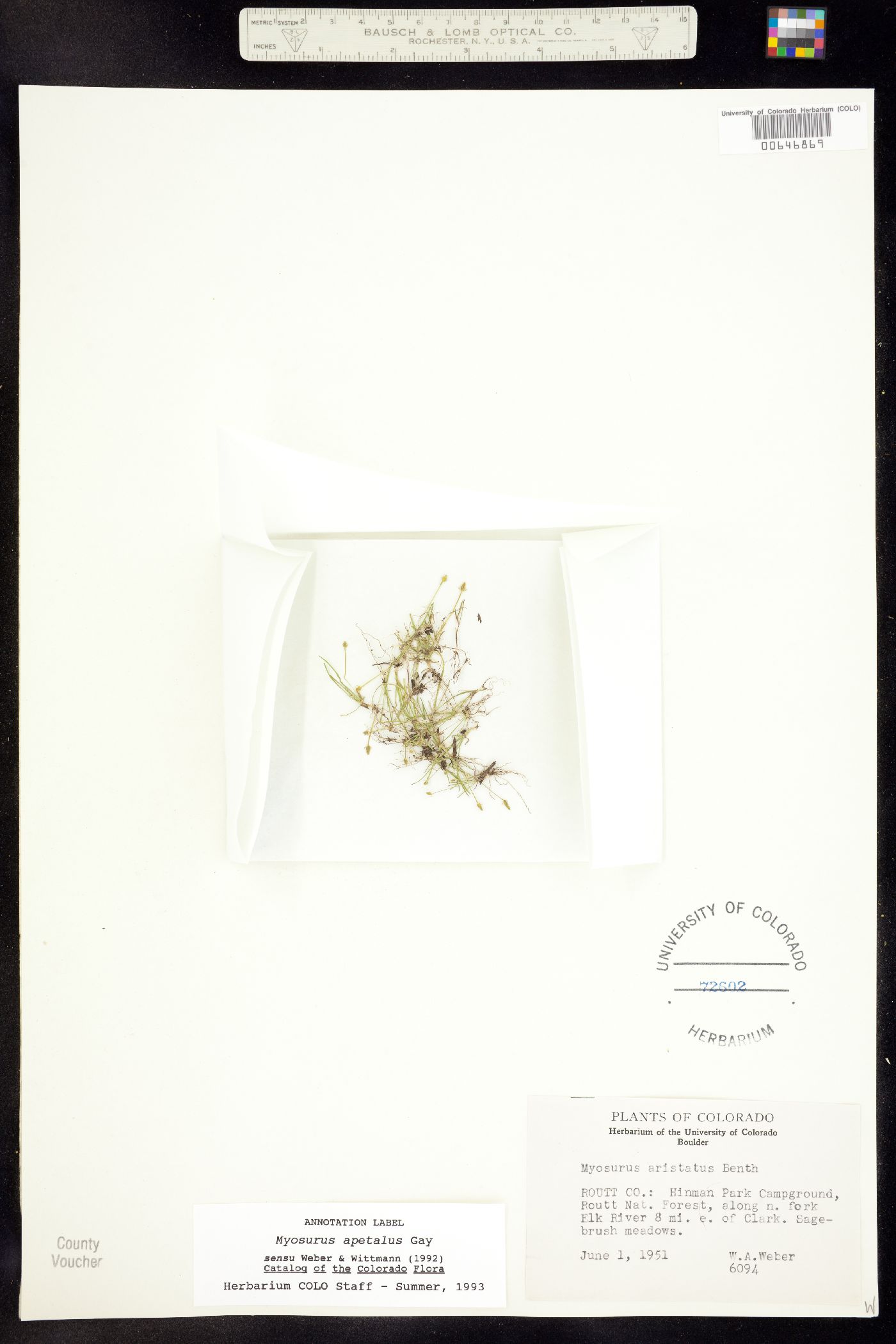 Myosurus apetalus image