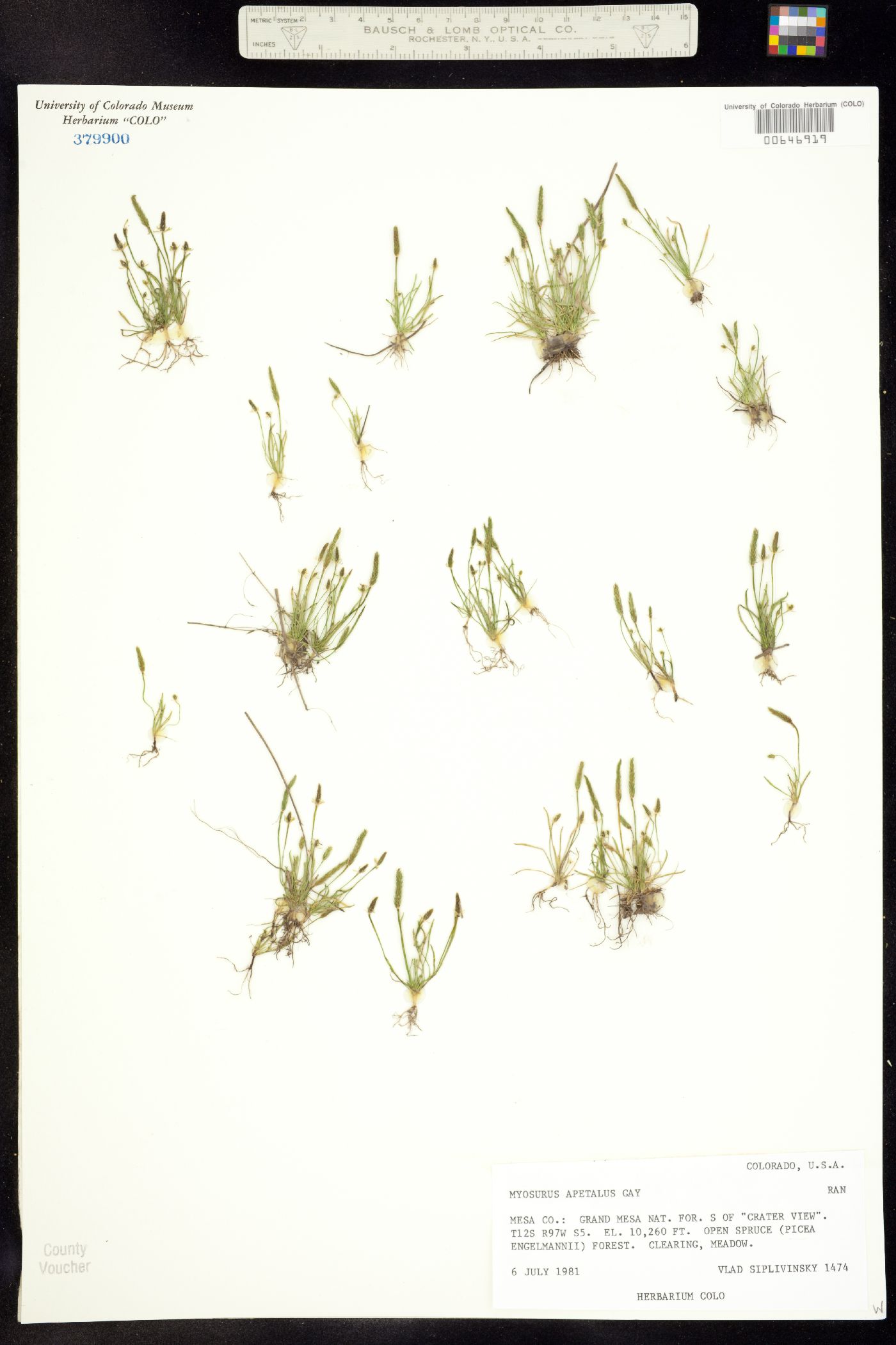Myosurus apetalus image