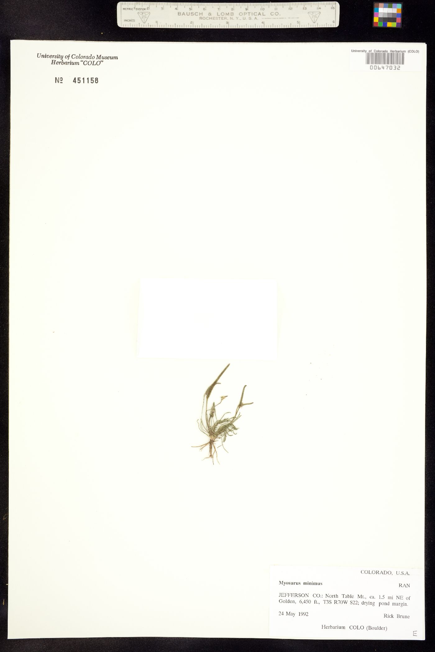 Myosurus minimus image