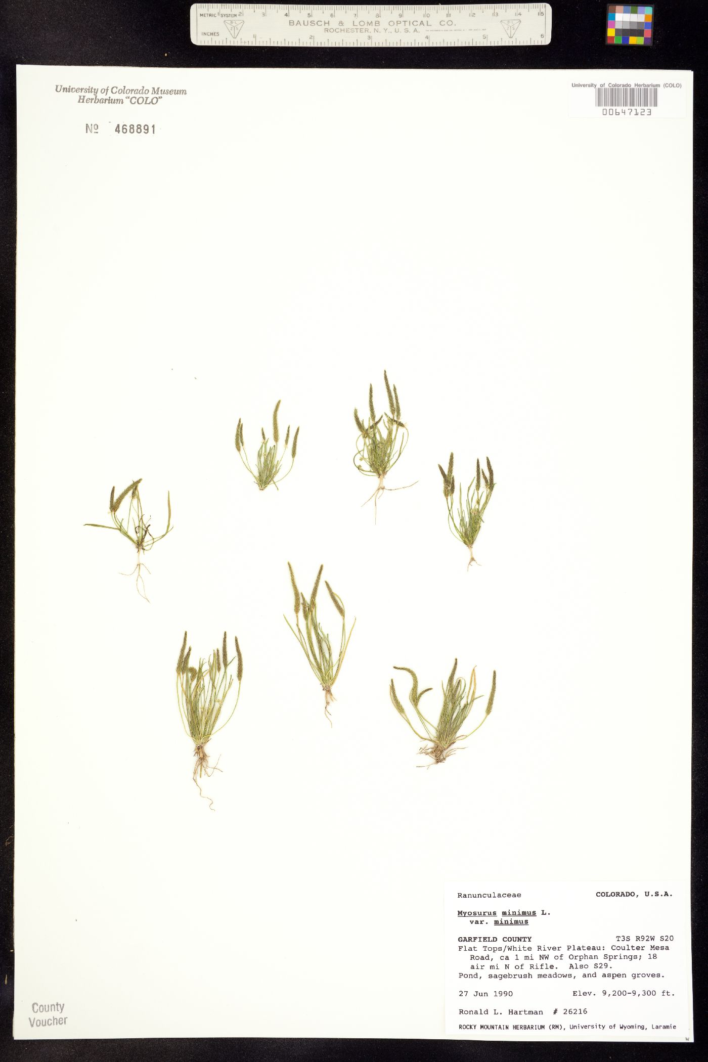Myosurus minimus image