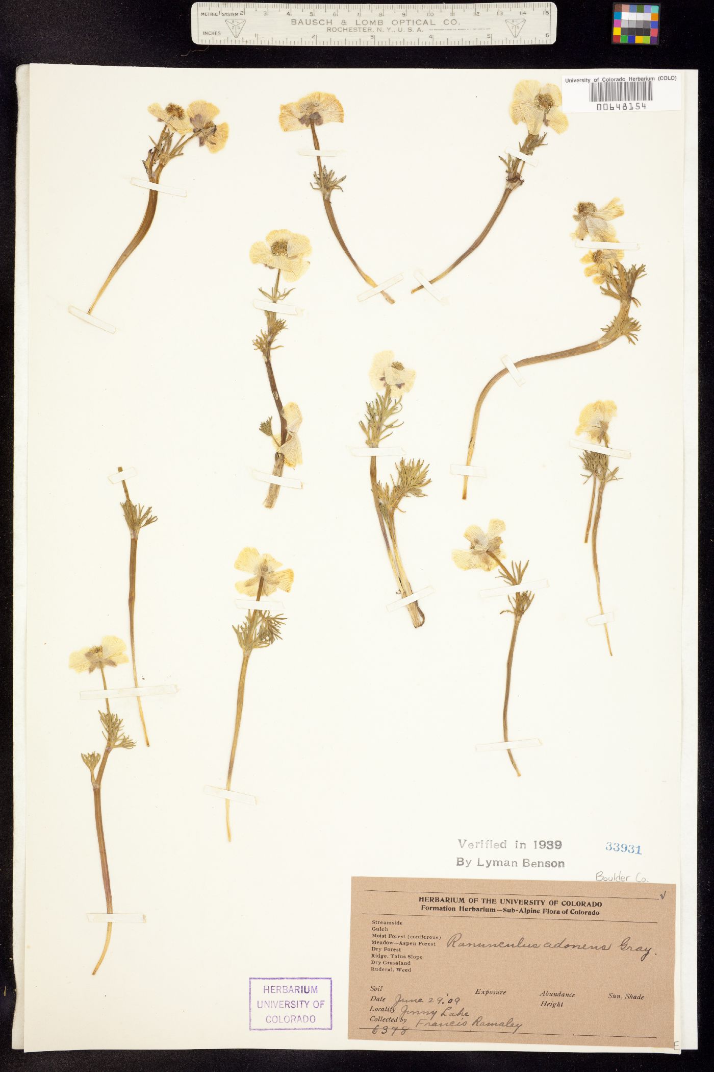 Ranunculus adoneus image