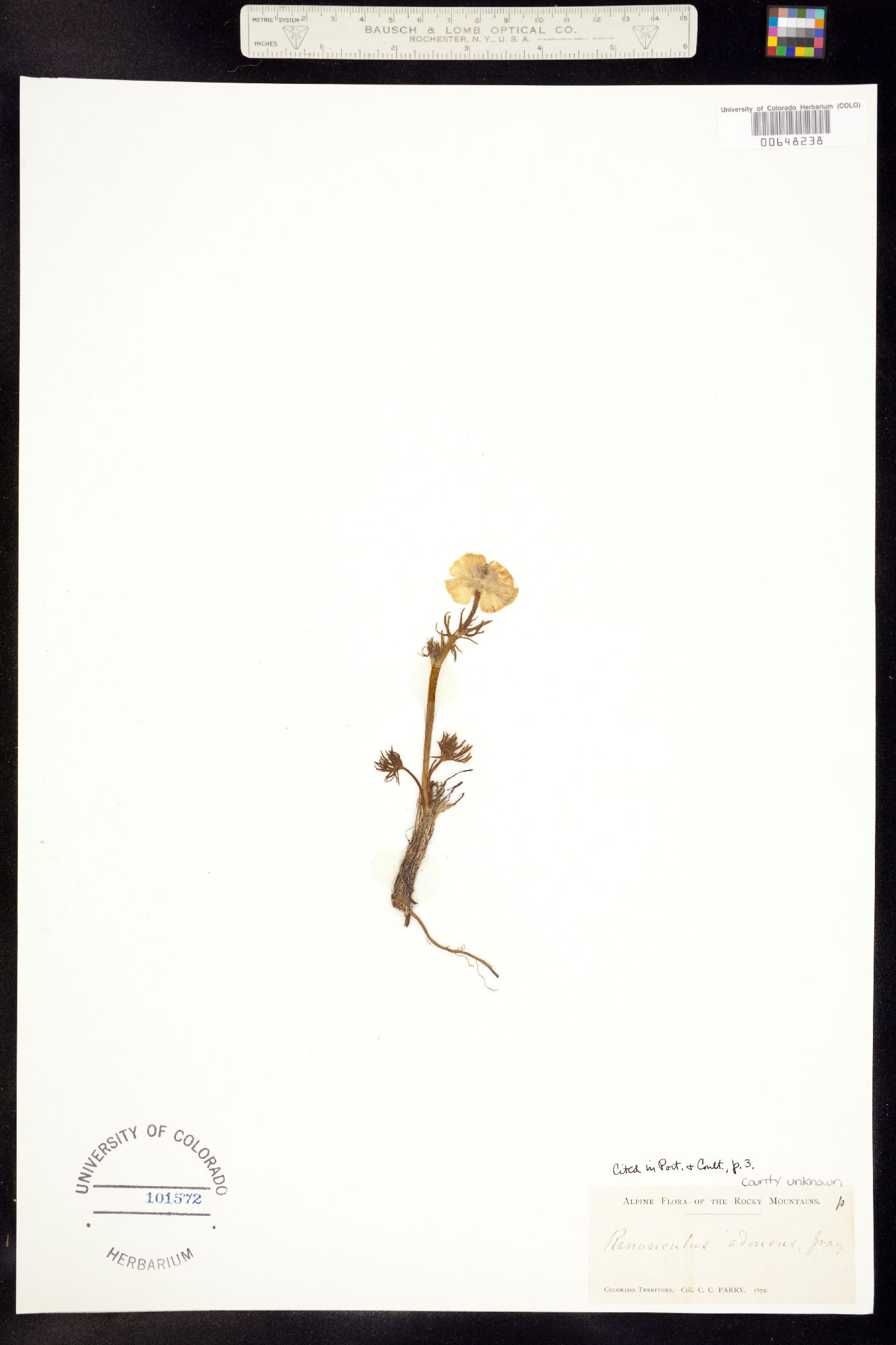 Ranunculus adoneus image