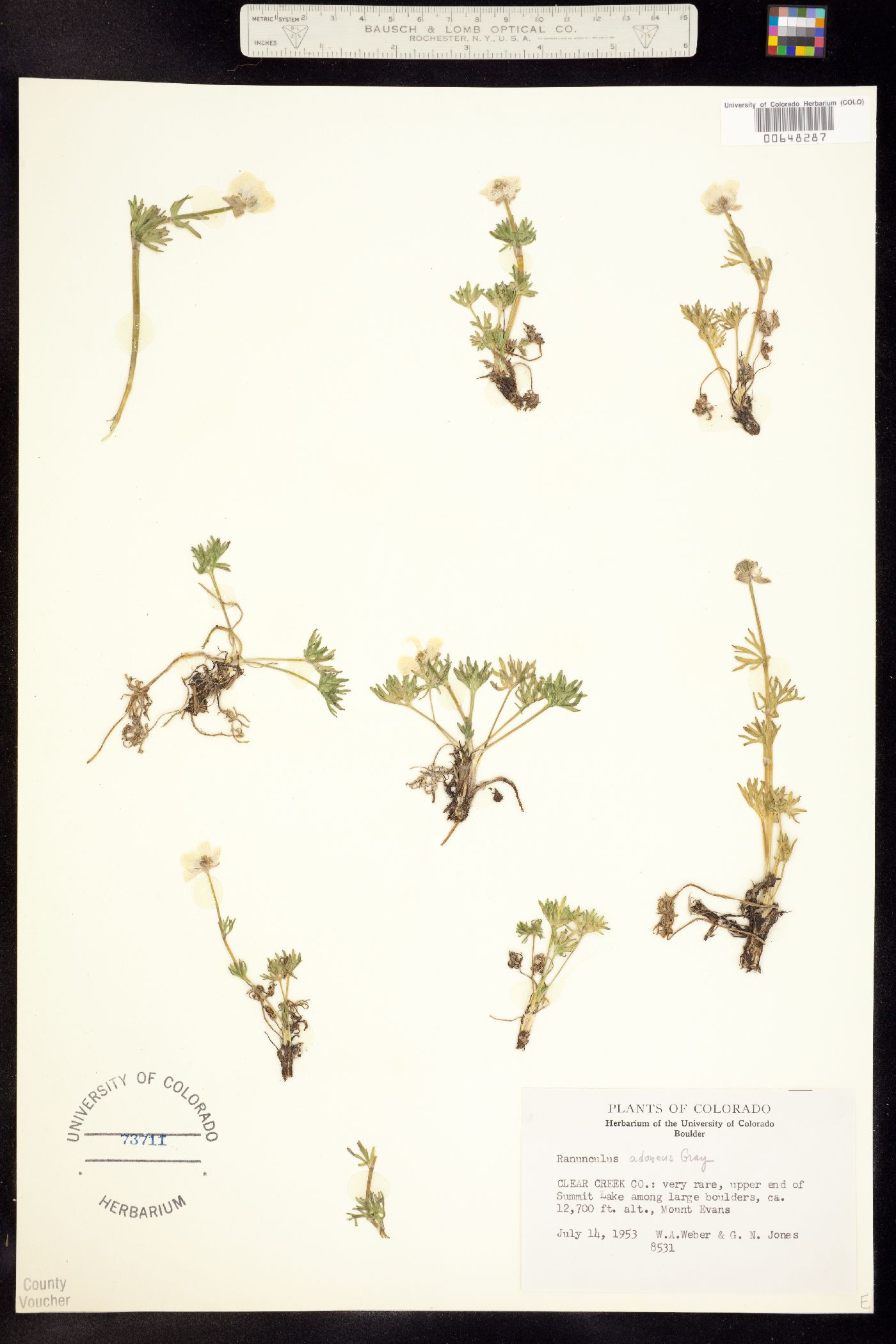 Ranunculus adoneus image