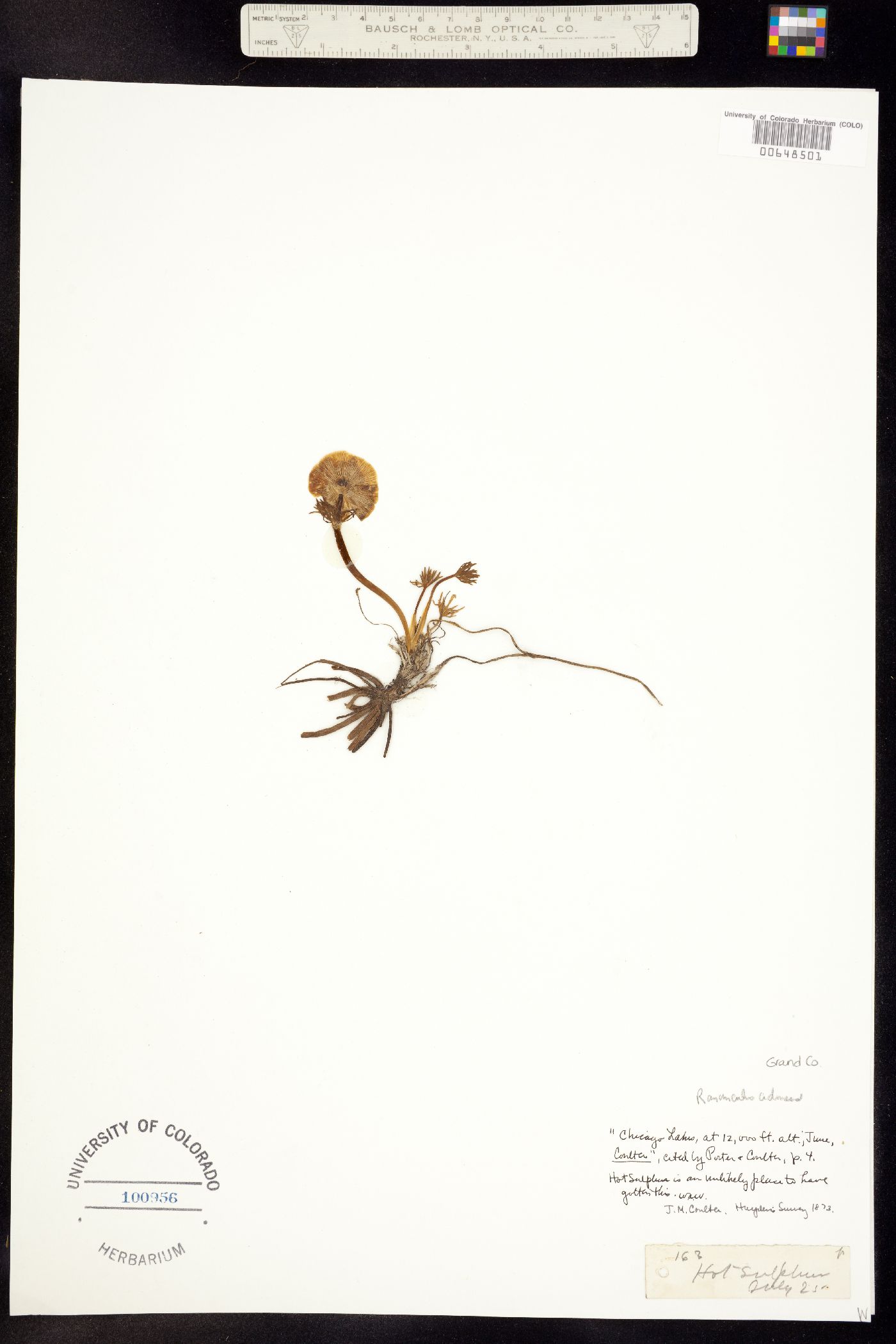 Ranunculus adoneus image