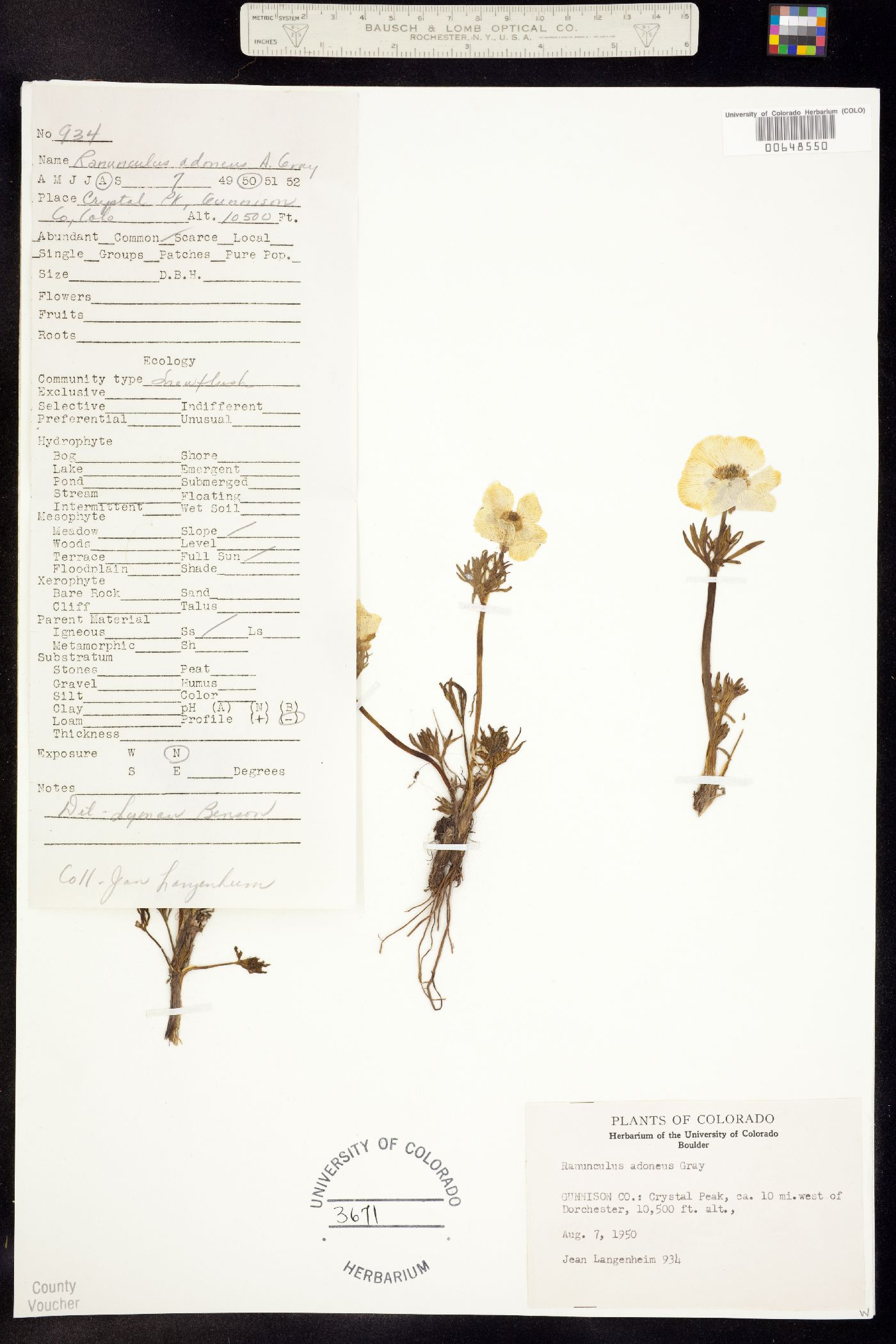 Ranunculus adoneus image