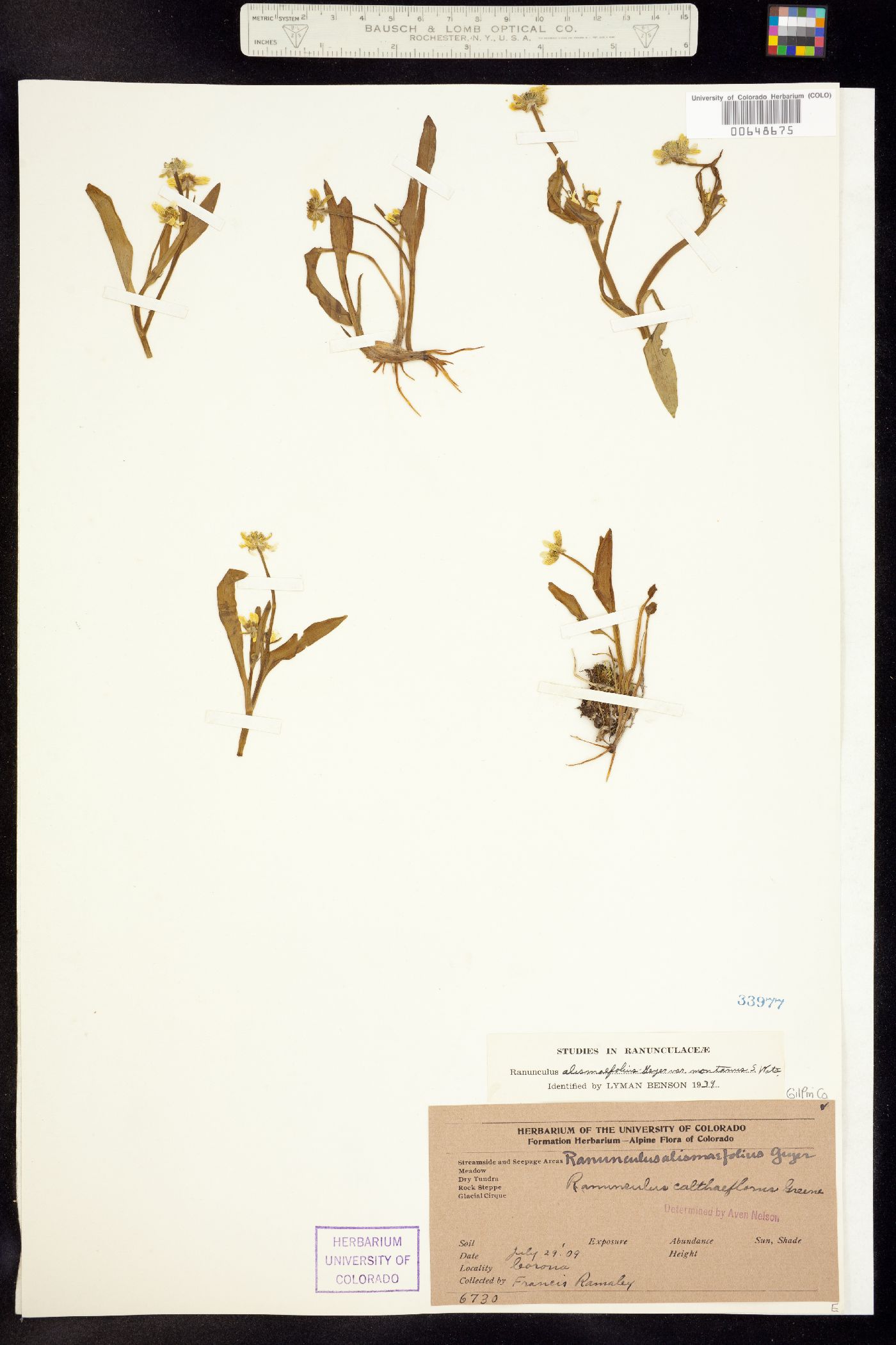 Ranunculus alismifolius var. montanus image