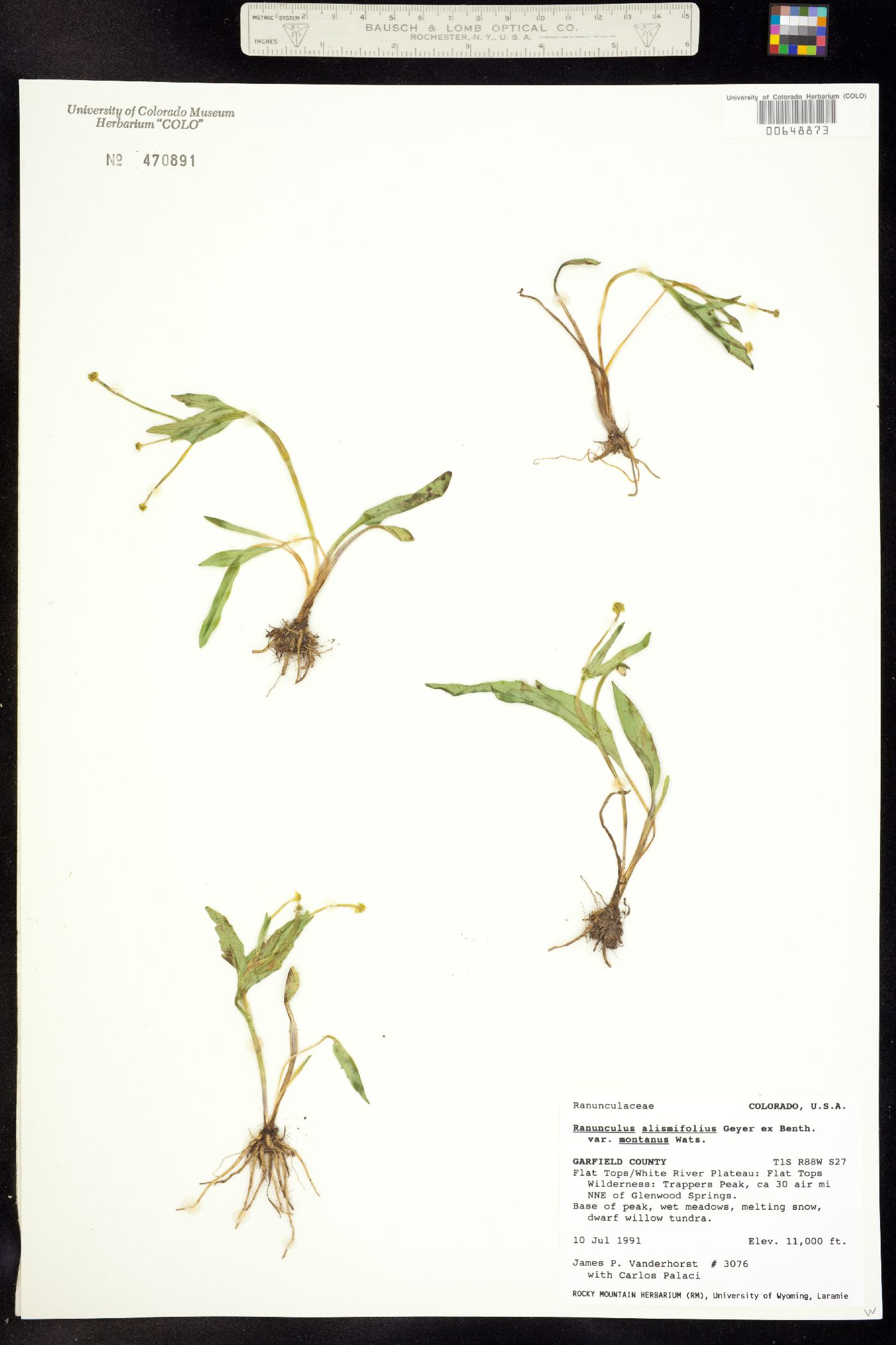 Ranunculus alismifolius image