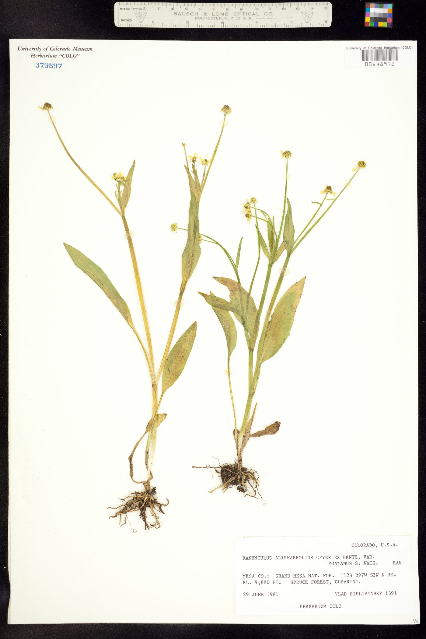 Ranunculus alismifolius var. montanus image