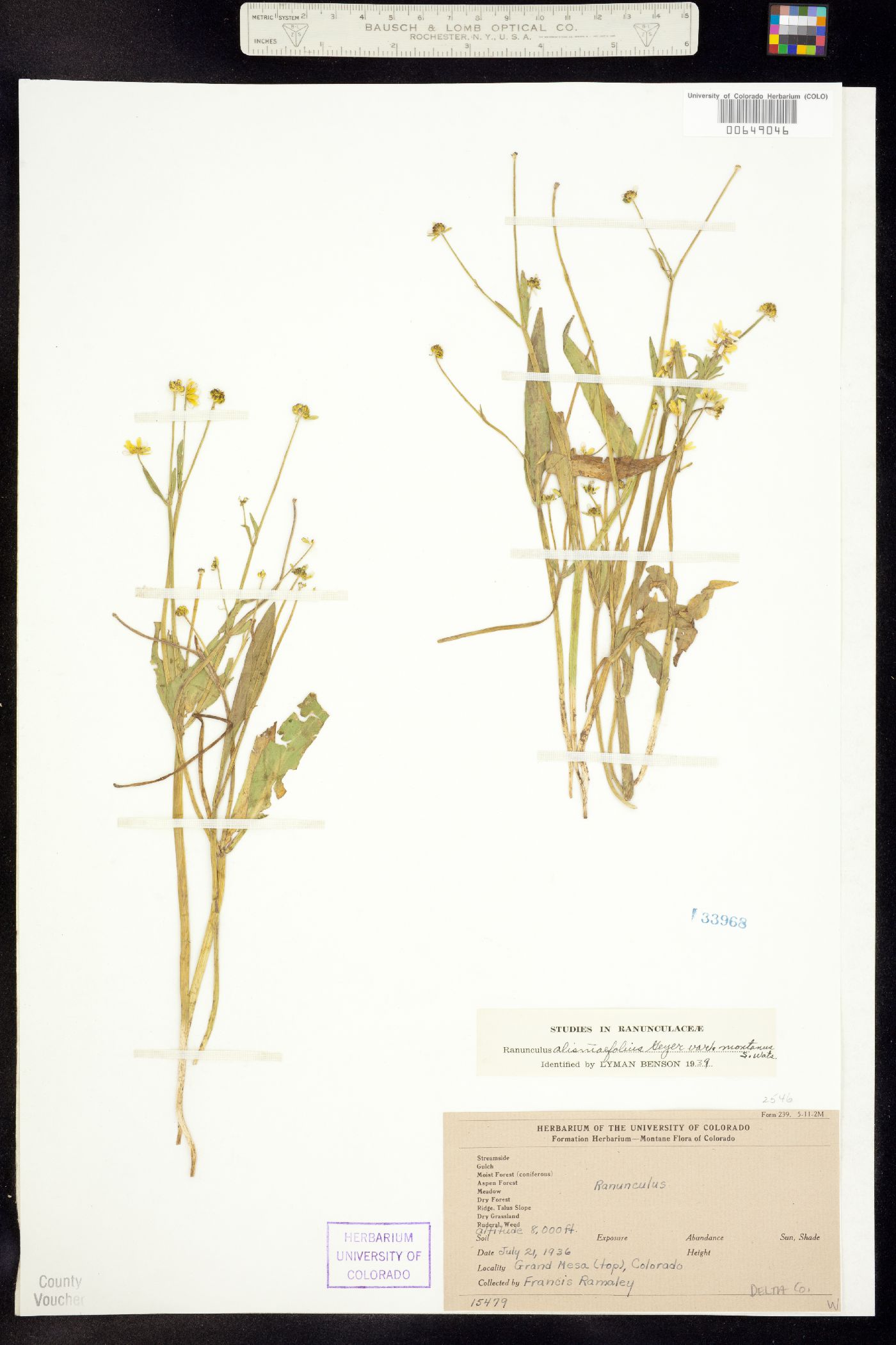 Ranunculus alismifolius var. montanus image