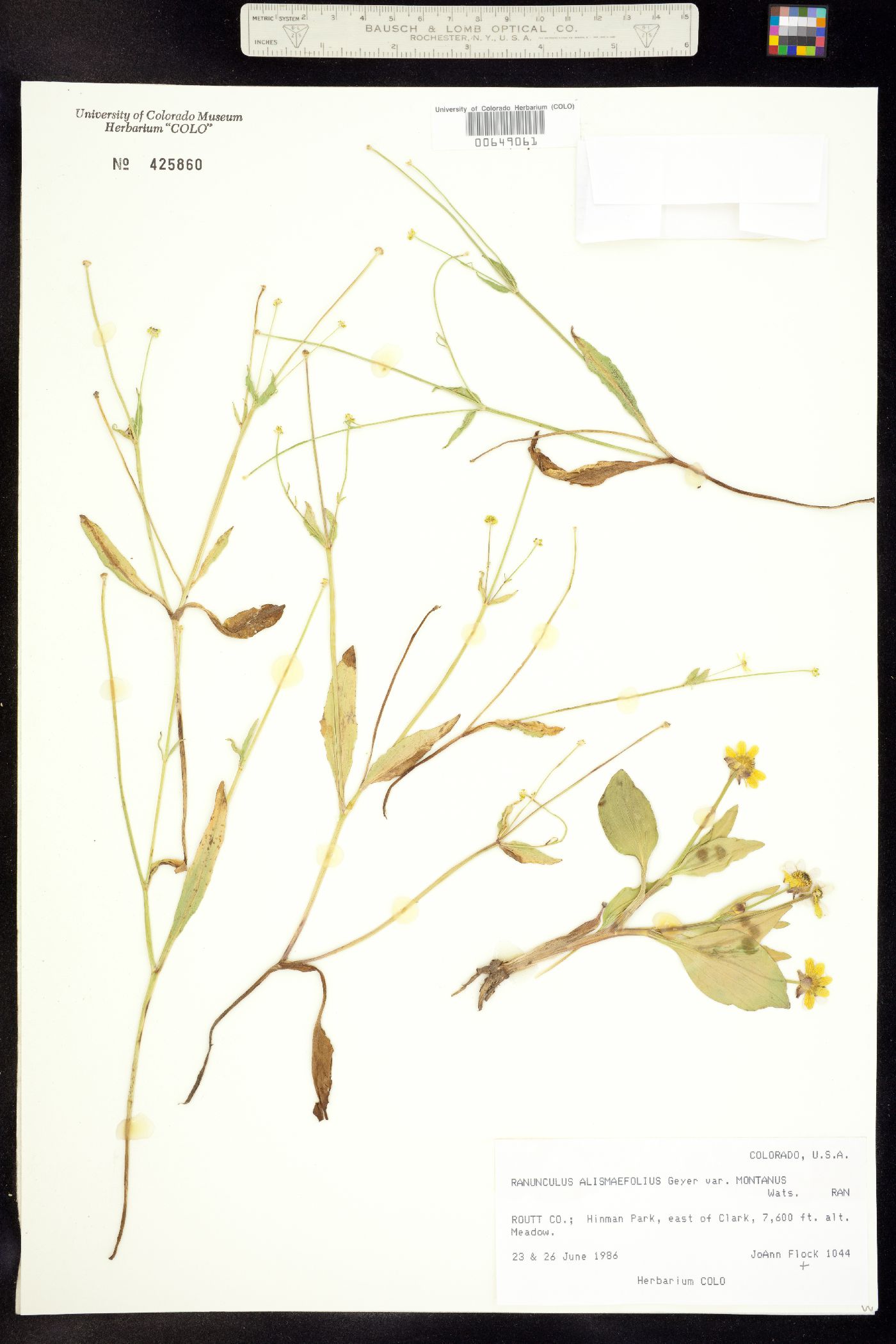 Ranunculus alismifolius image