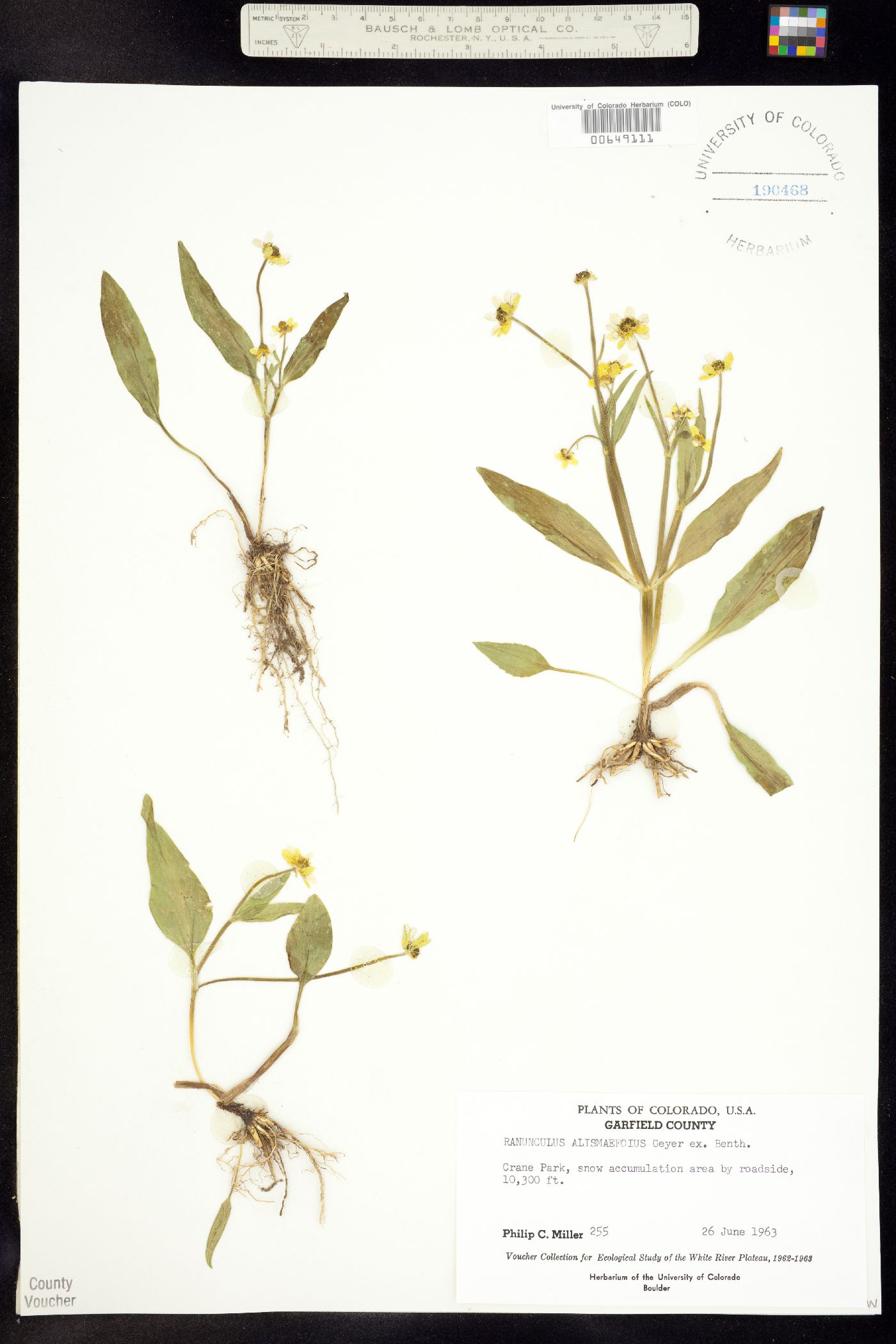 Ranunculus image
