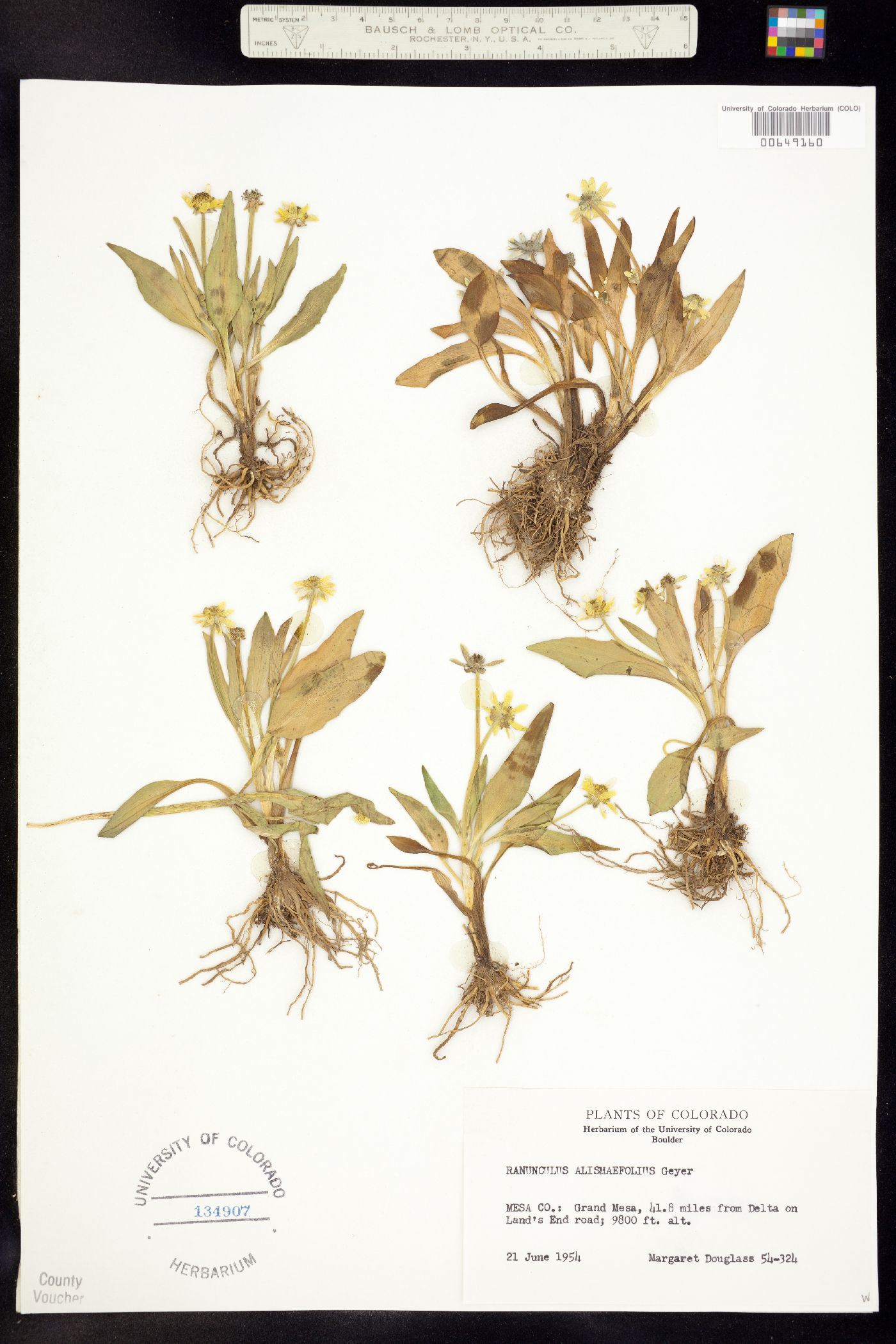 Ranunculus alismifolius var. montanus image