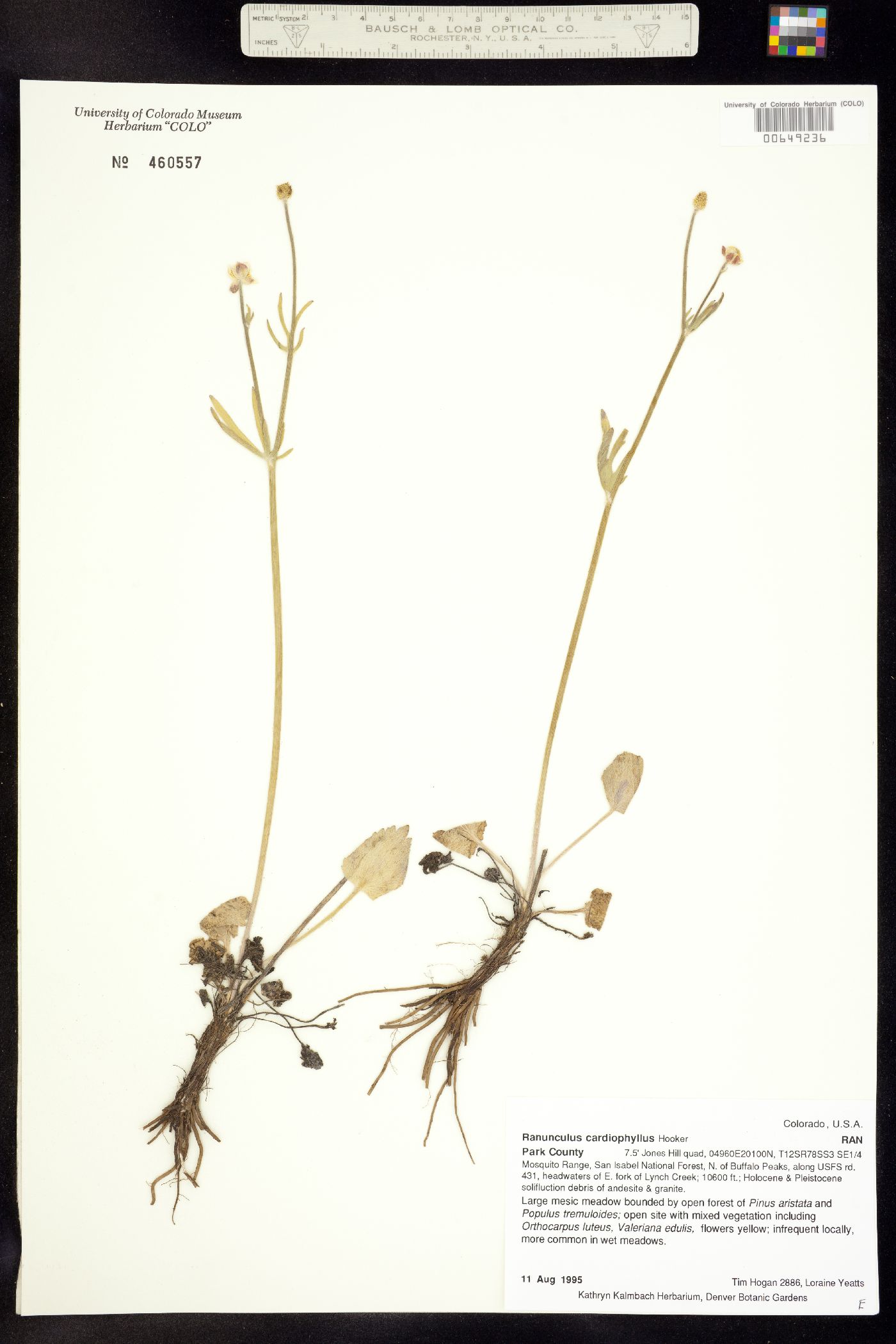 Ranunculus cardiophyllus image