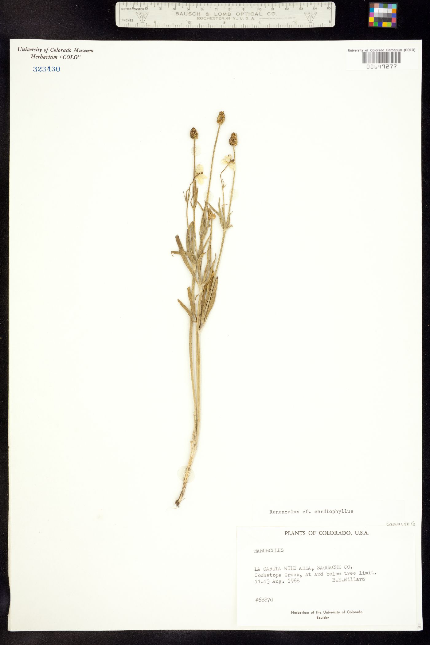 Ranunculus cardiophyllus image