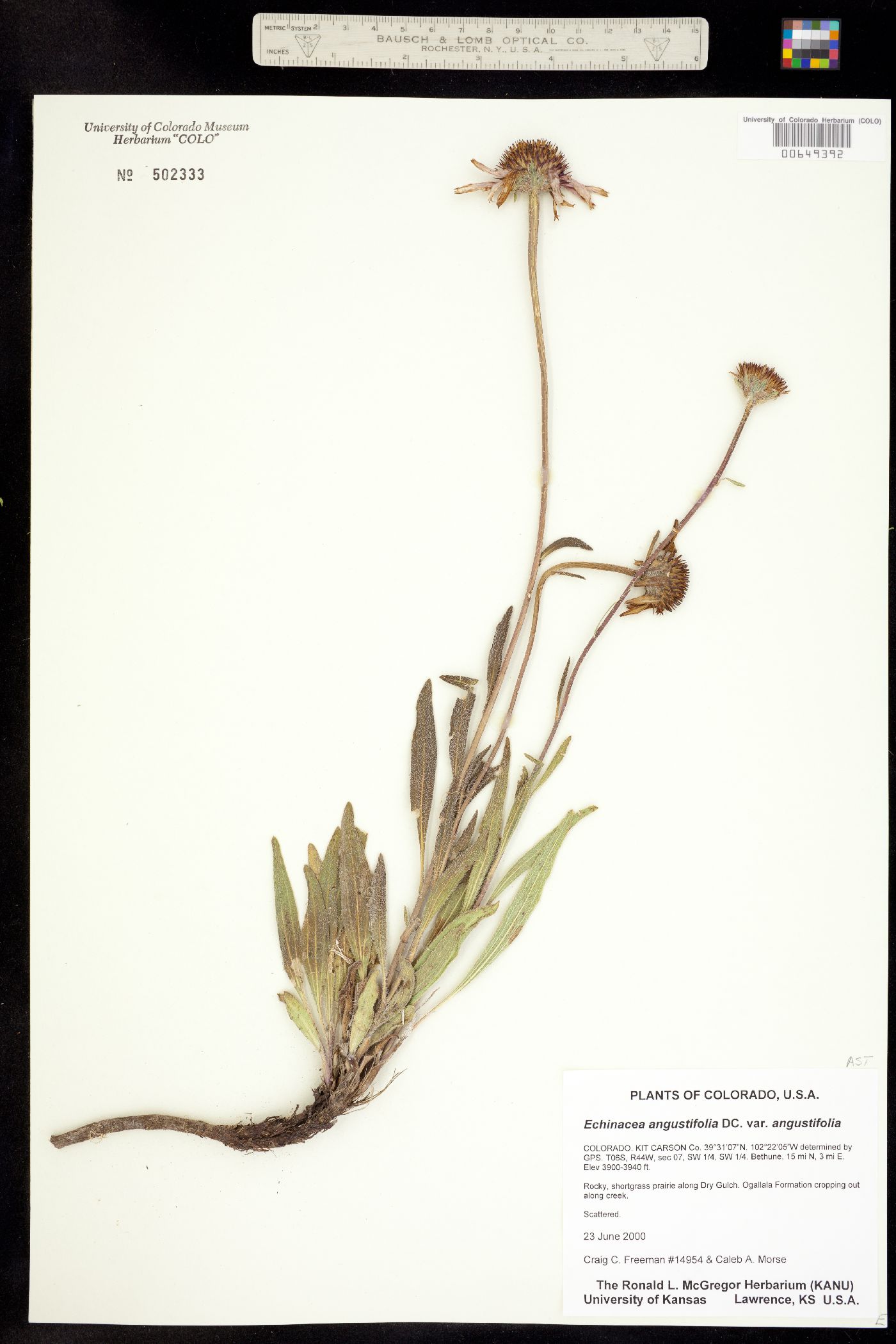 Echinacea angustifolia image