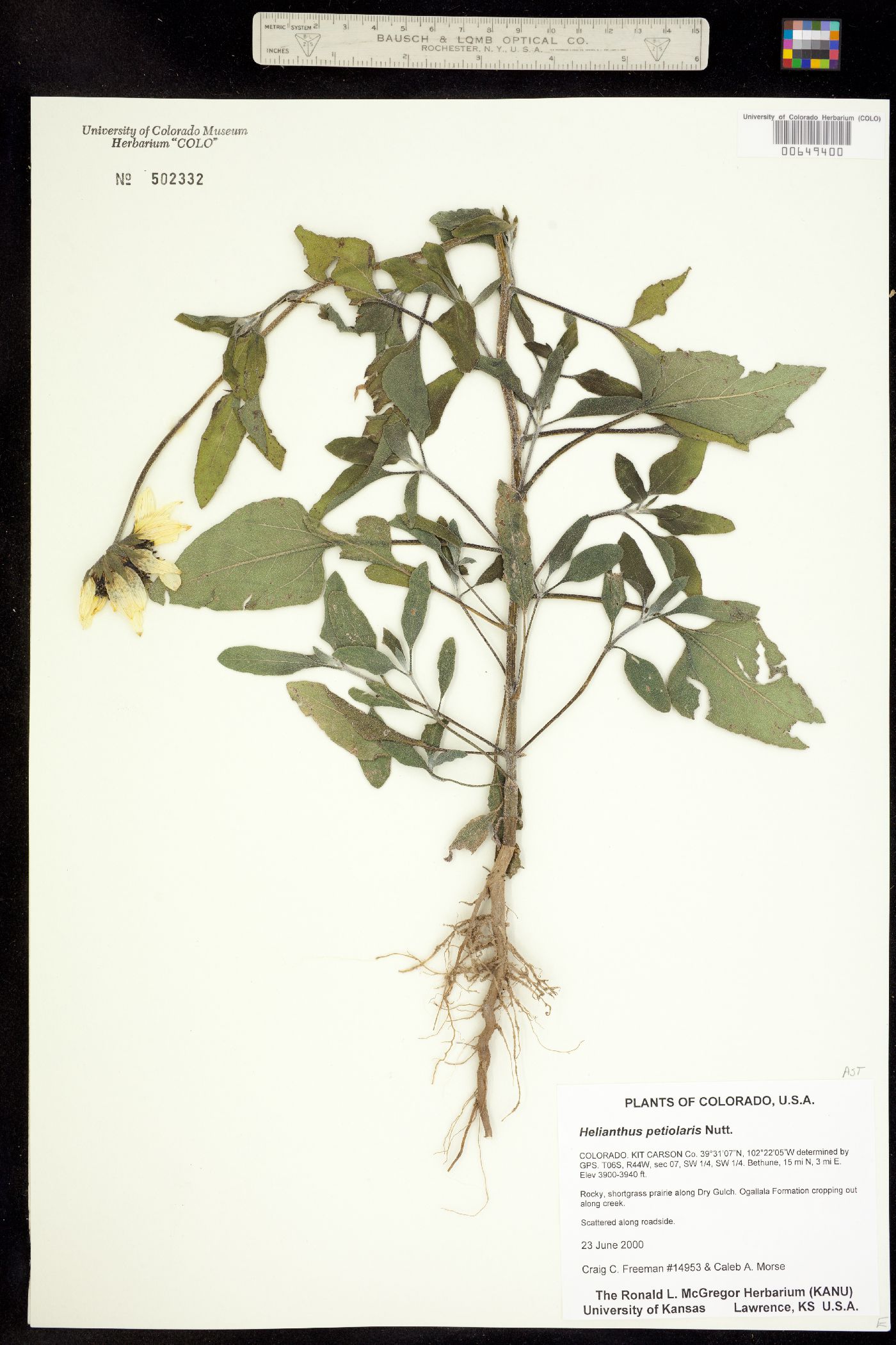 Helianthus image