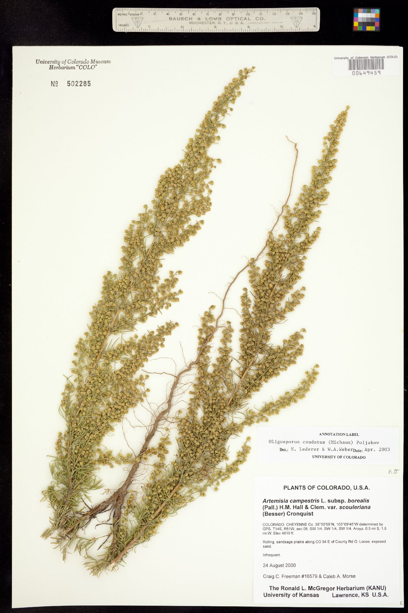 Artemisia campestris subsp. caudata image