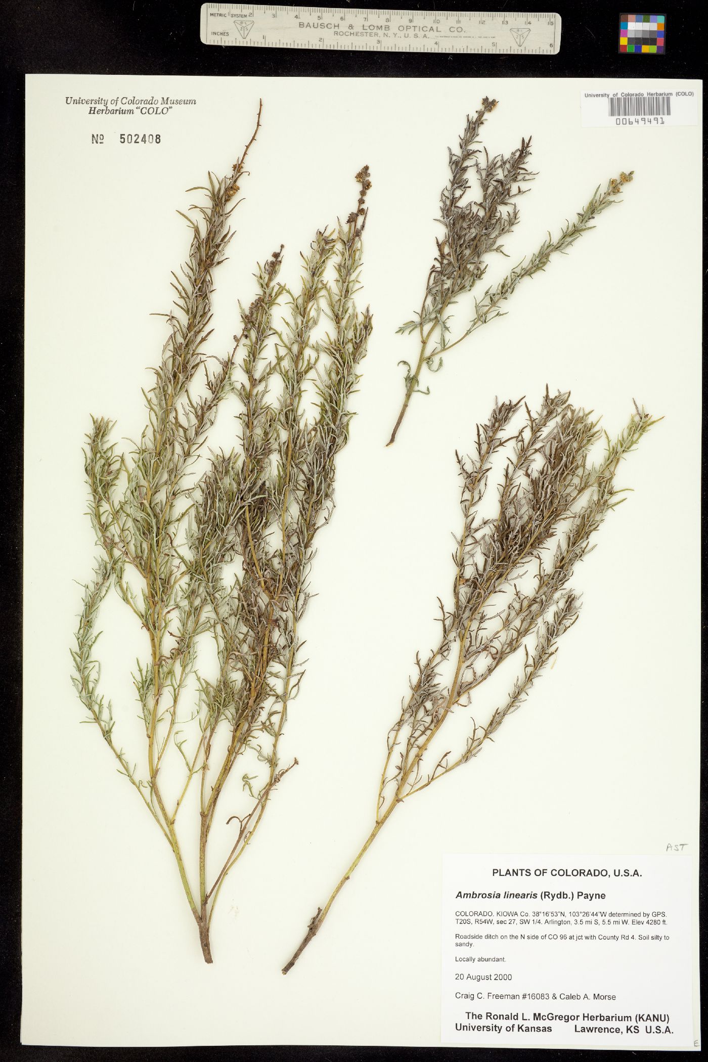 Ambrosia linearis image