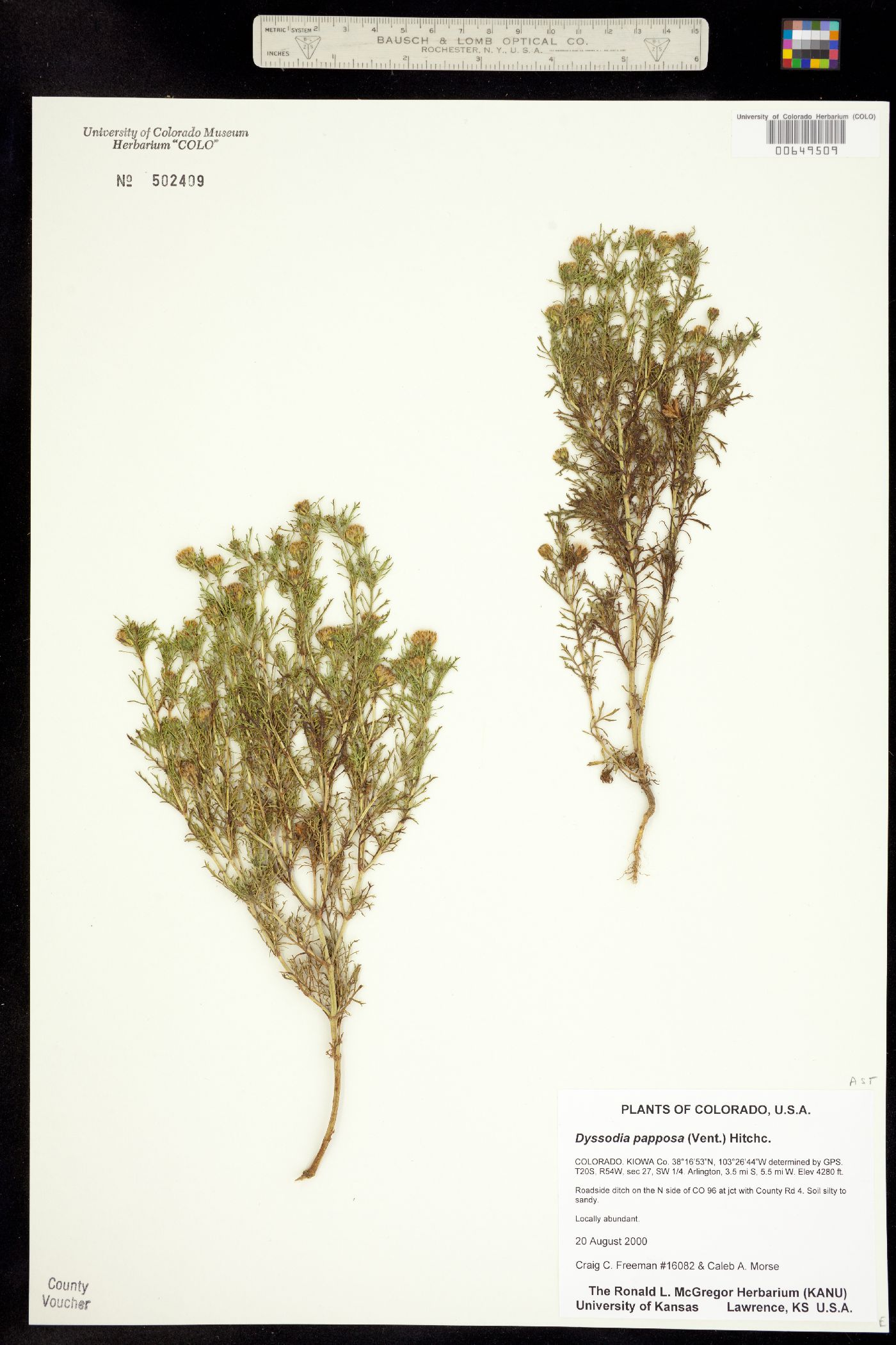 Dyssodia papposa image