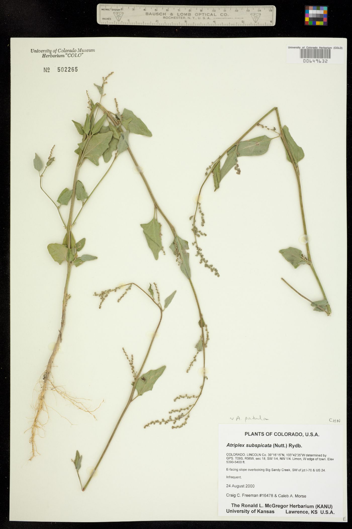 Atriplex patula image
