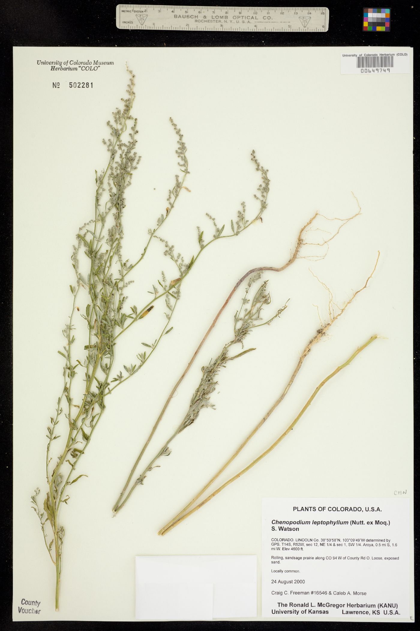 Chenopodium leptophyllum image