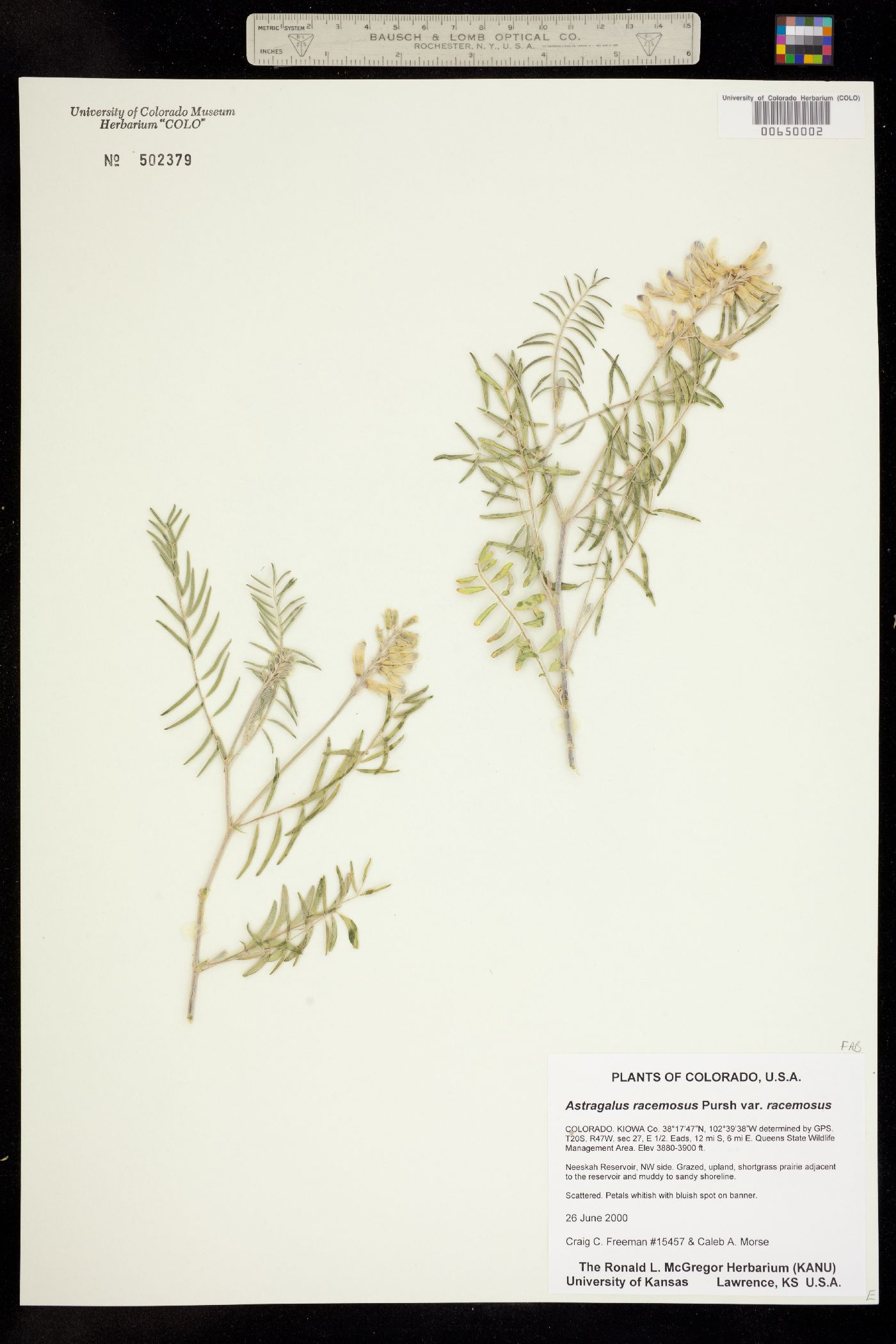 Astragalus racemosus var. racemosus image