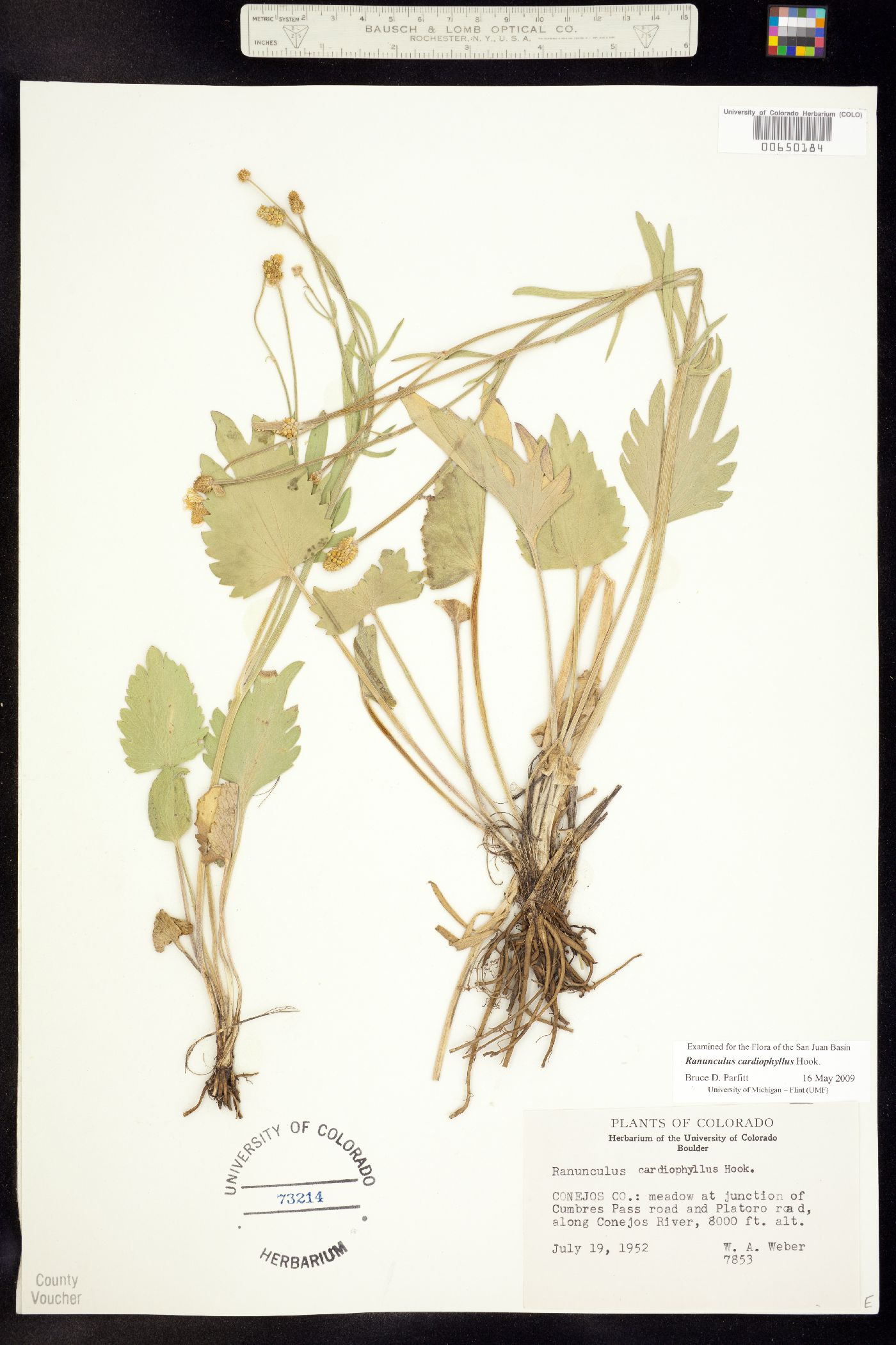 Ranunculus cardiophyllus image