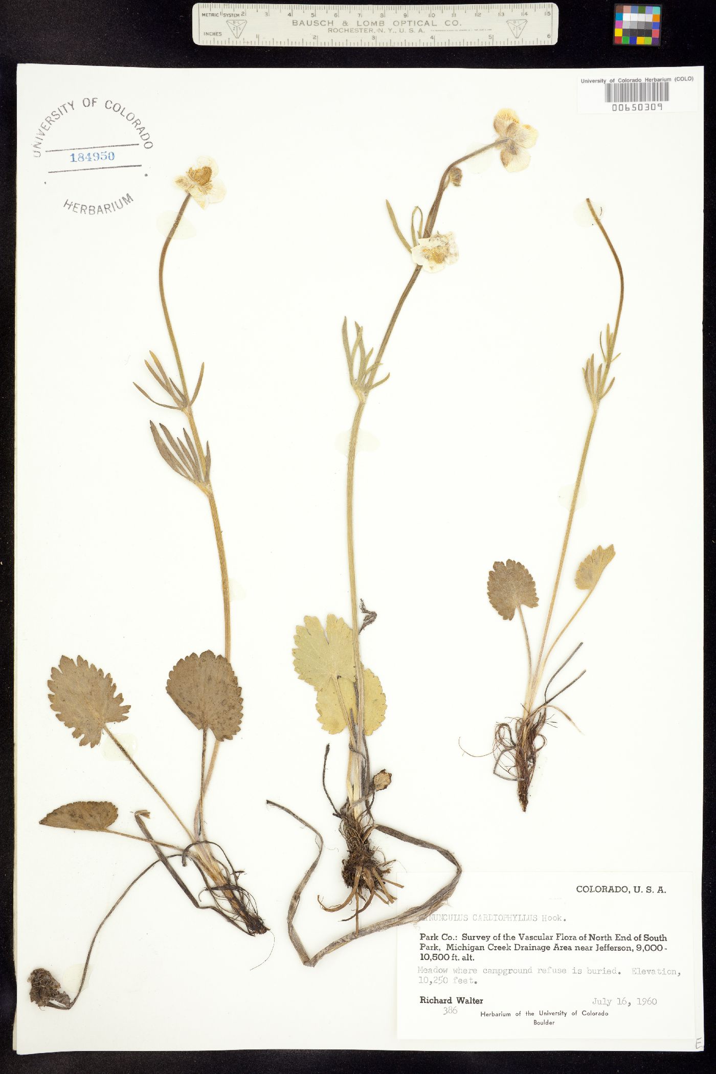 Ranunculus cardiophyllus image