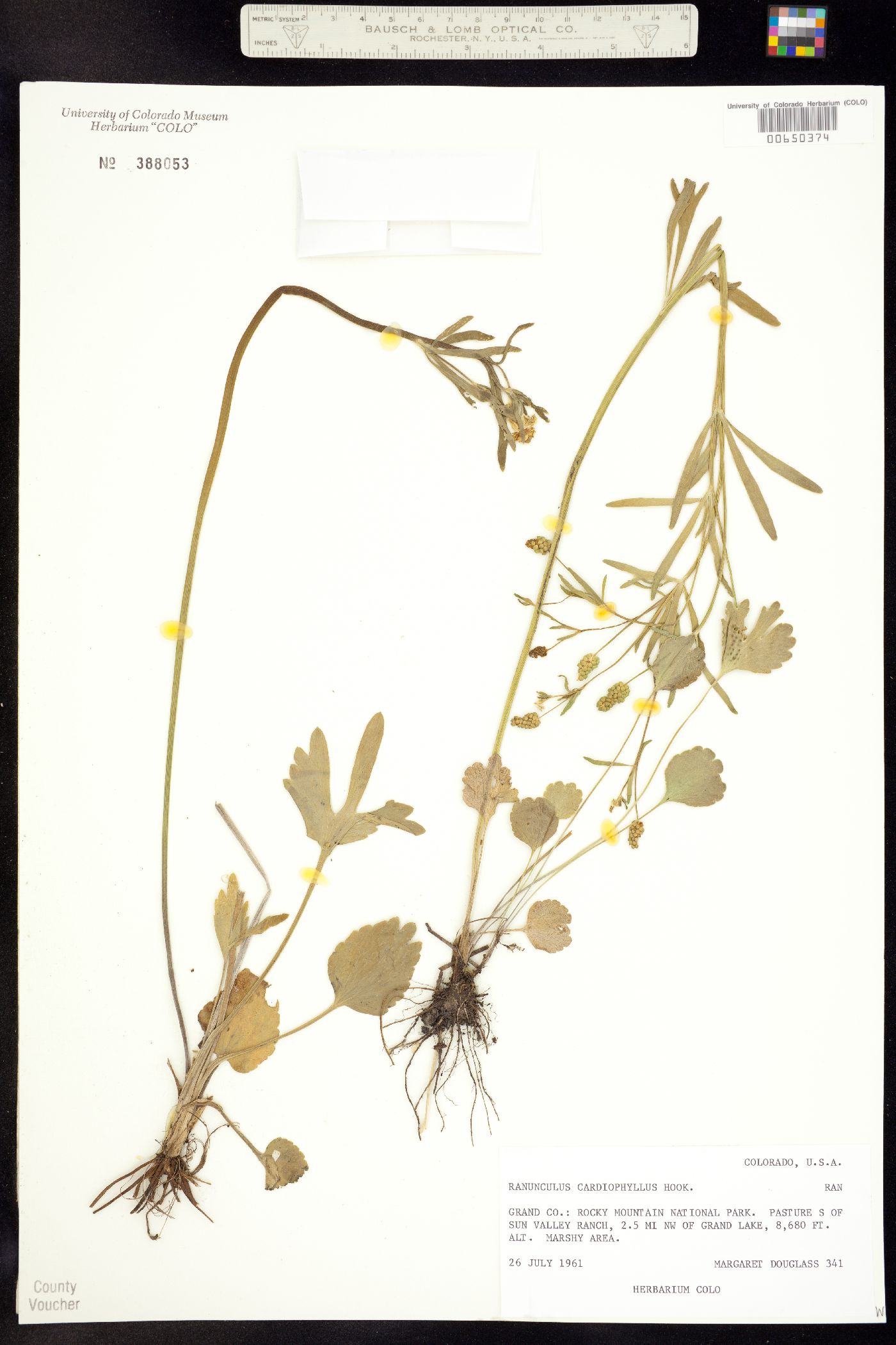 Ranunculus inamoenus var. inamoenus image