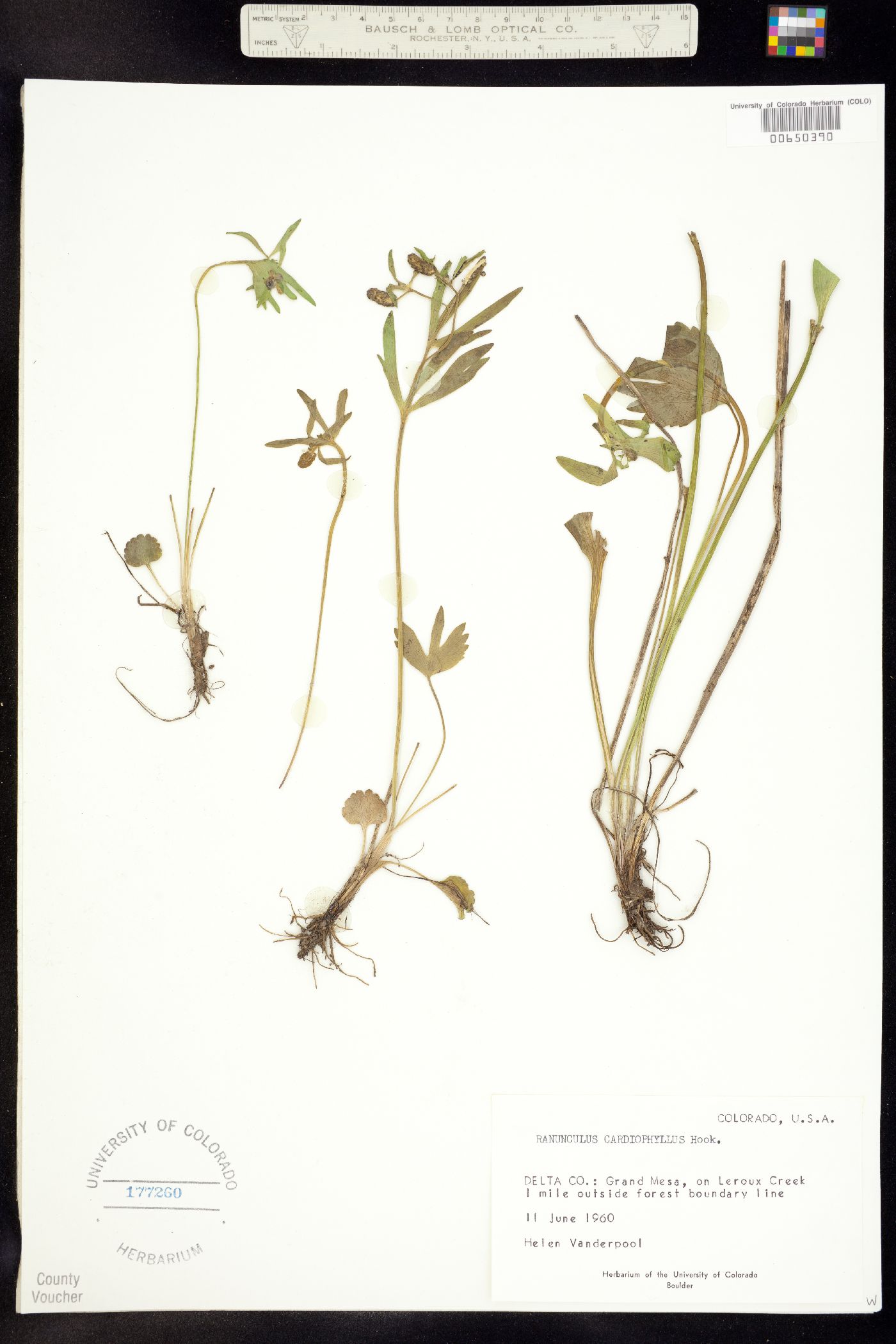 Ranunculus inamoenus var. inamoenus image