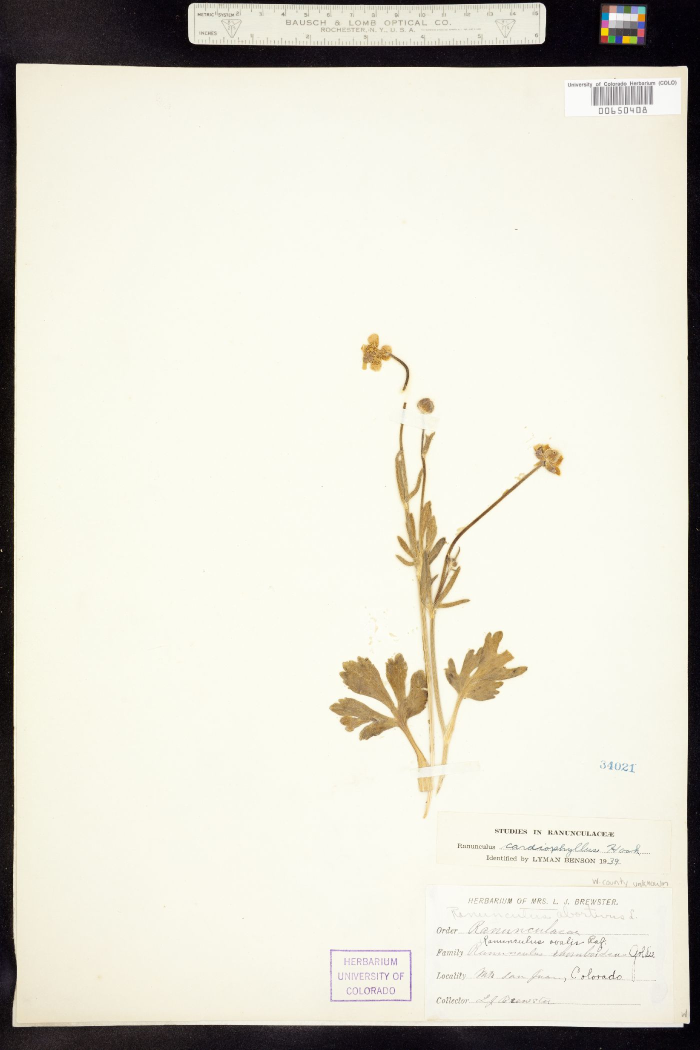 Ranunculus cardiophyllus image