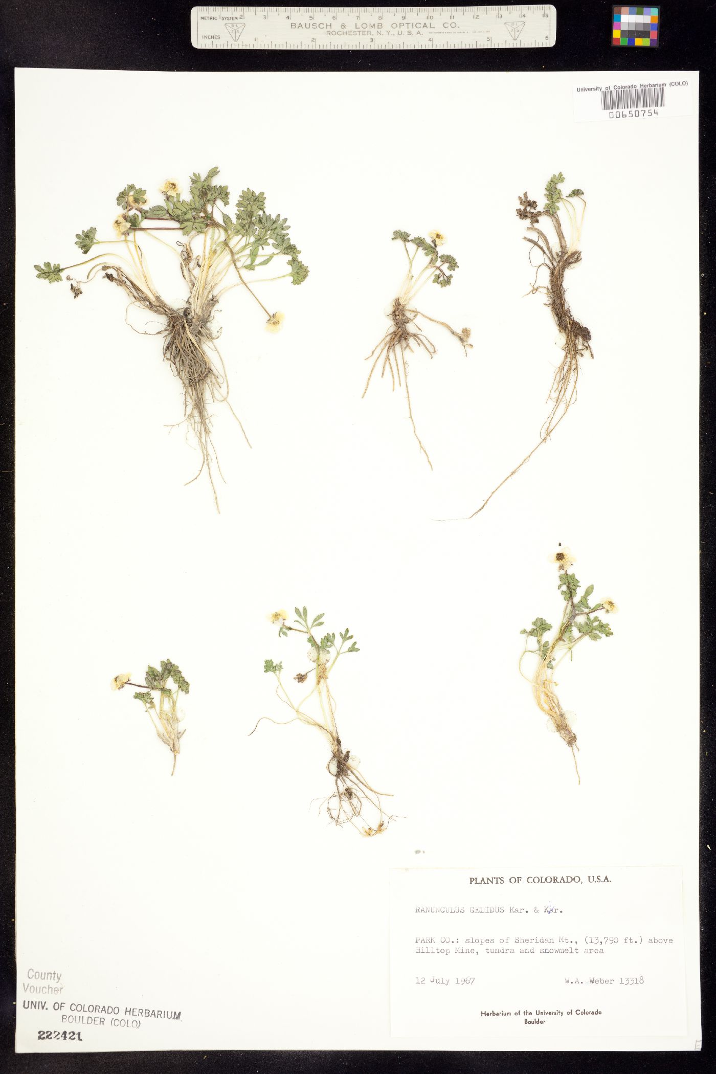 Ranunculus gelidus image