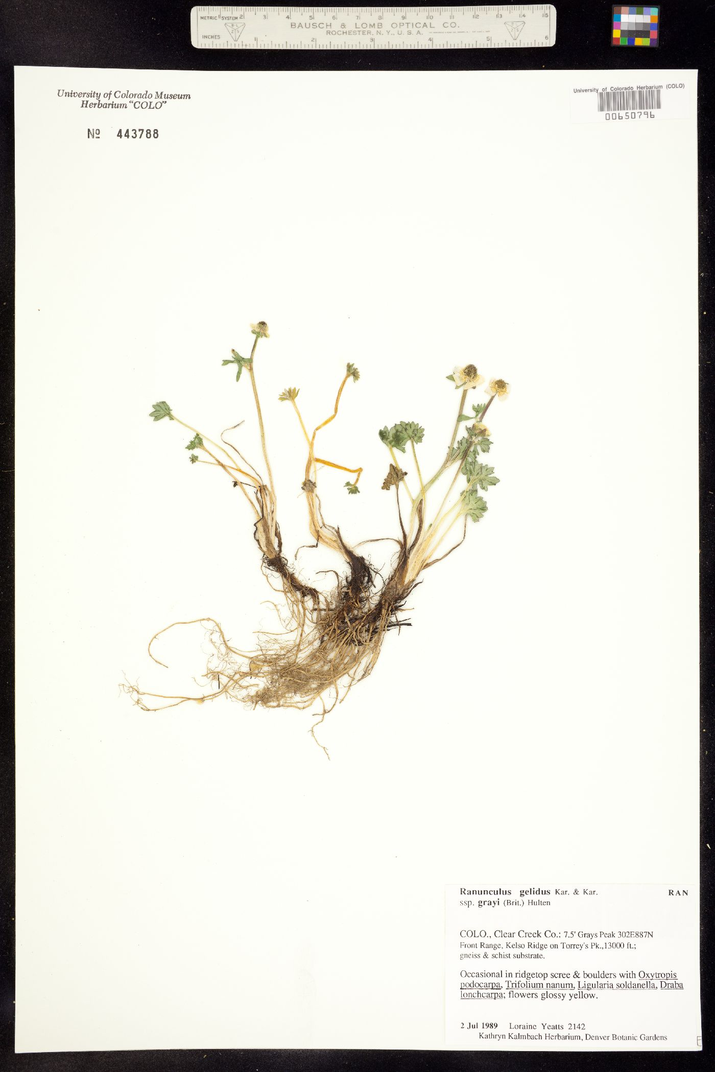 Ranunculus gelidus subsp. grayi image