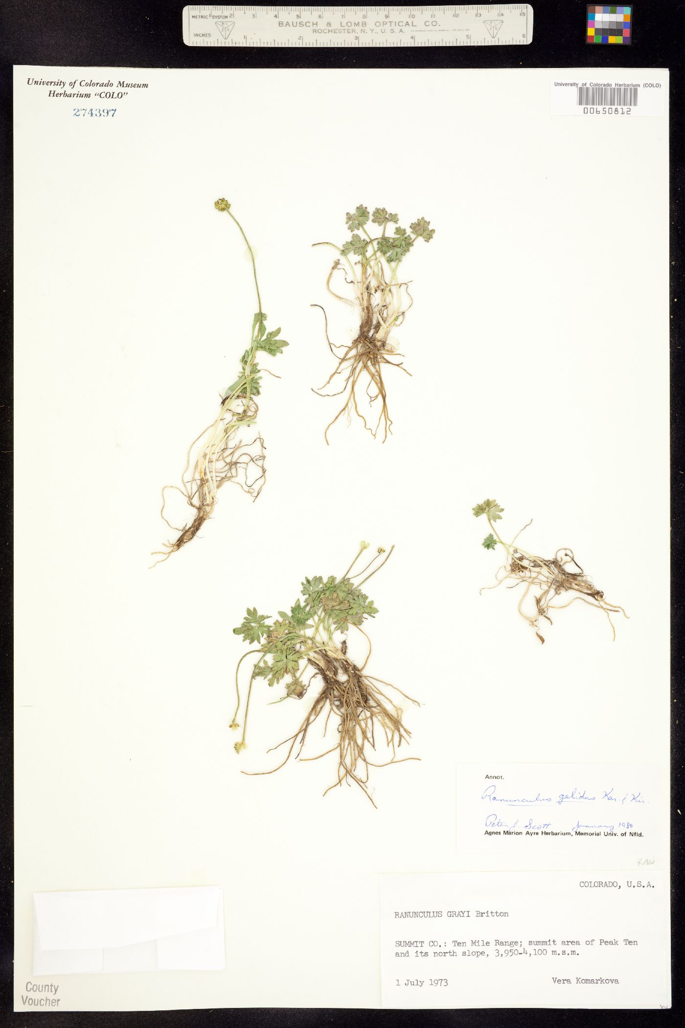 Ranunculus gelidus image