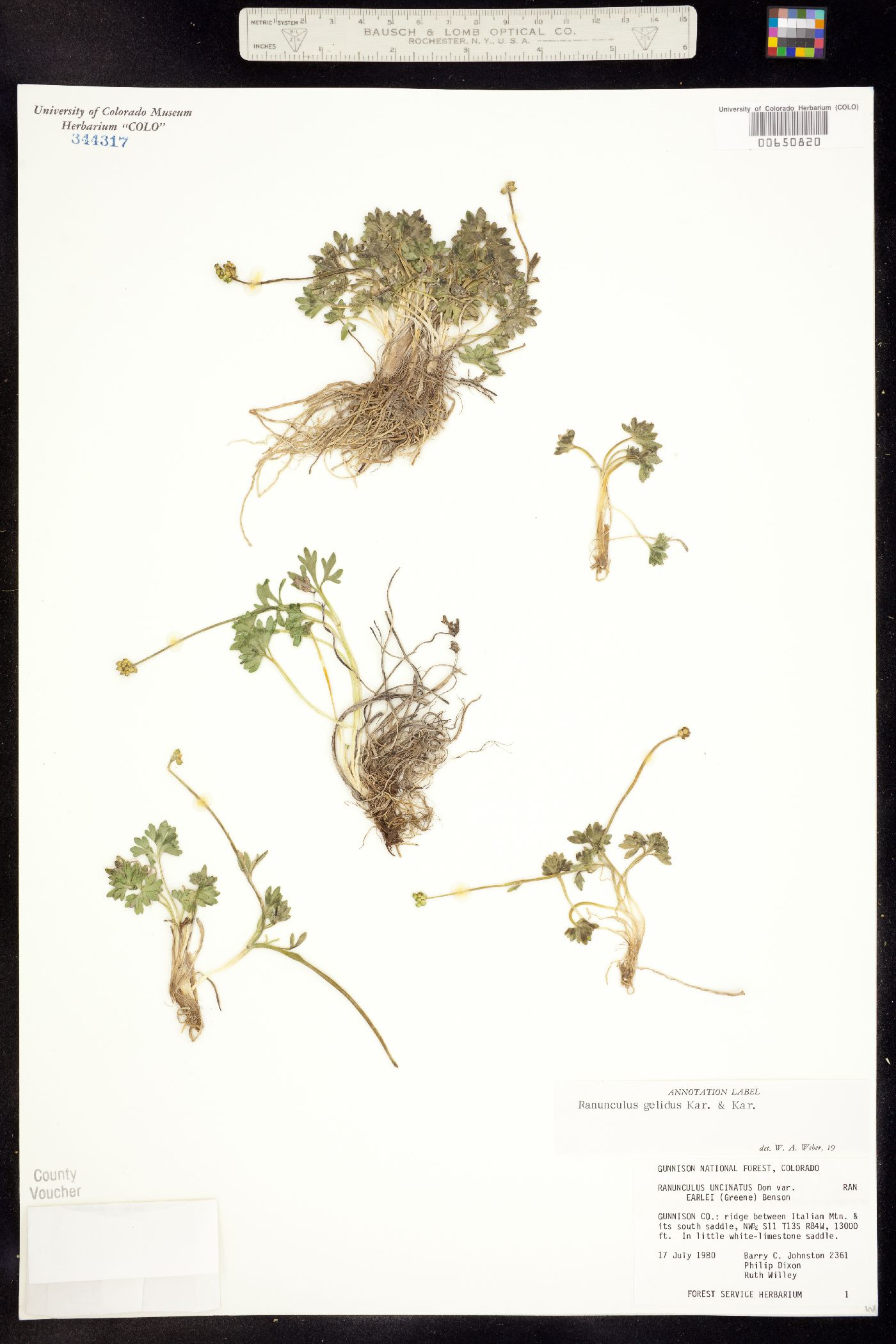 Ranunculus gelidus image
