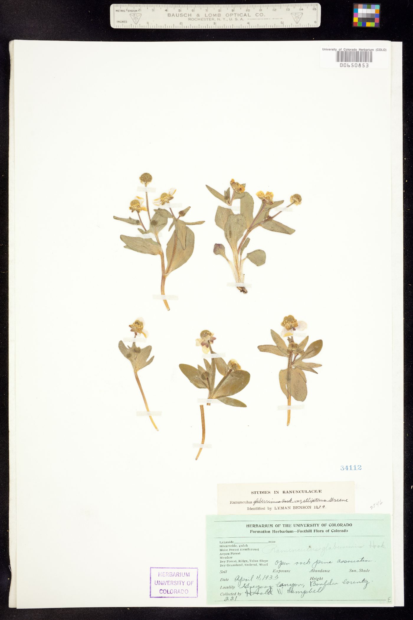 Ranunculus glaberrimus image