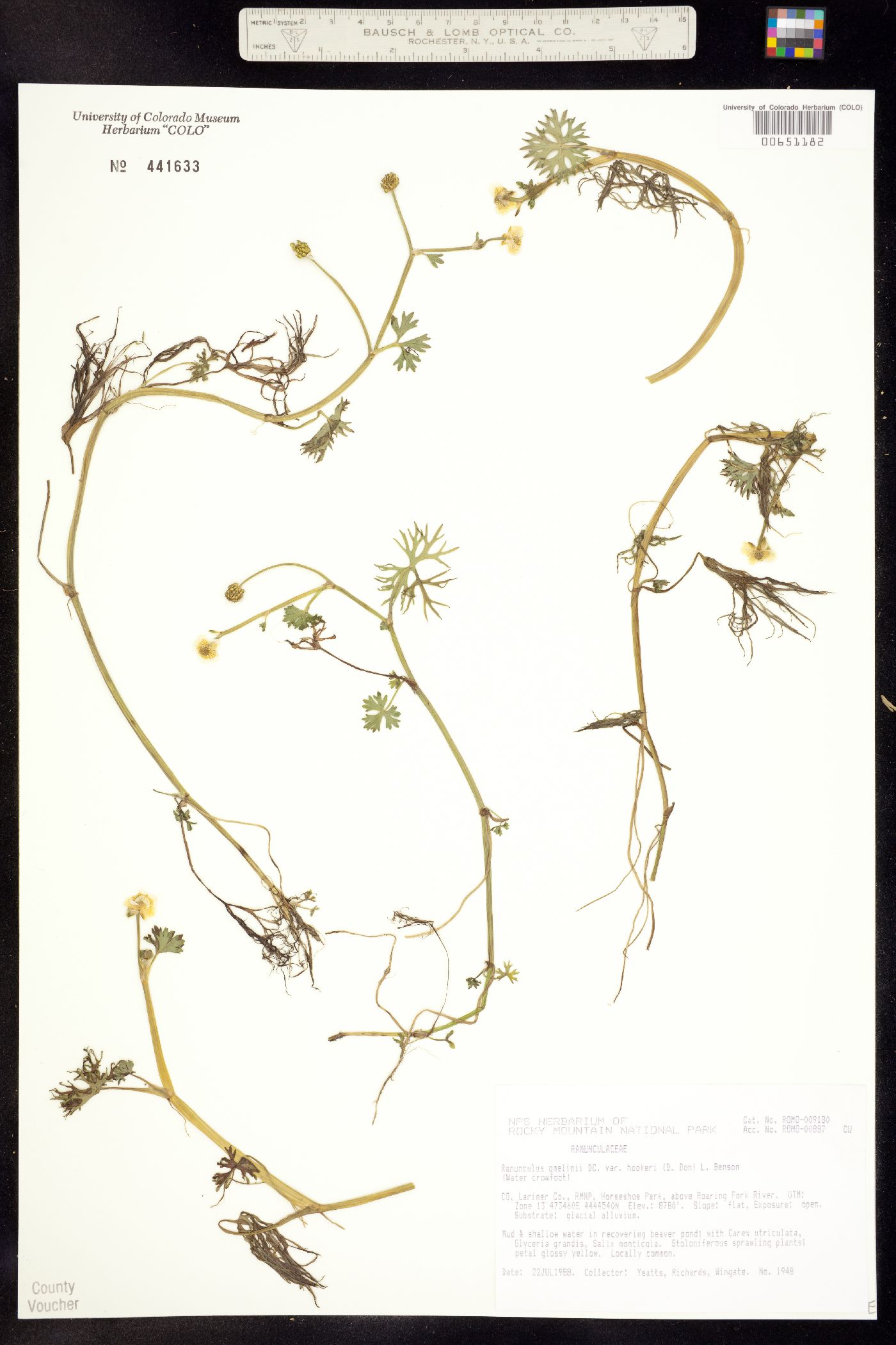 Ranunculus gmelinii image