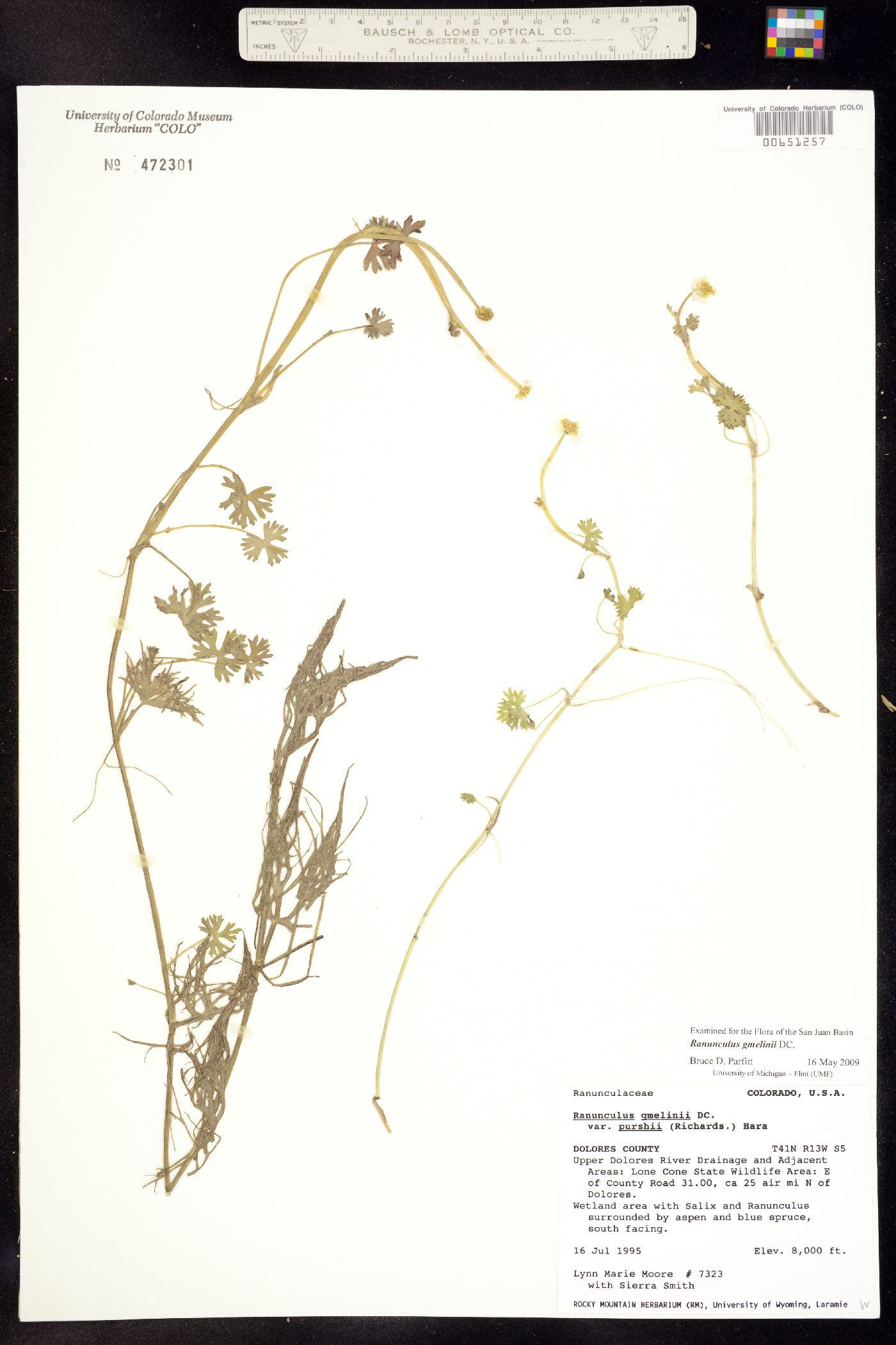 Ranunculus gmelinii image